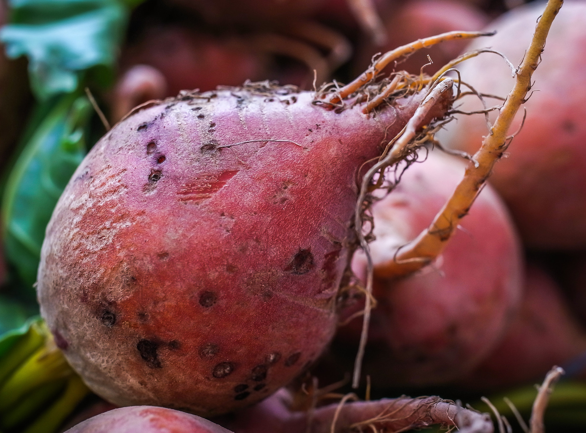 Ricoh GXR A12 + GR Lens A12 50mm F2.5 Macro sample photo. Beet macro photography
