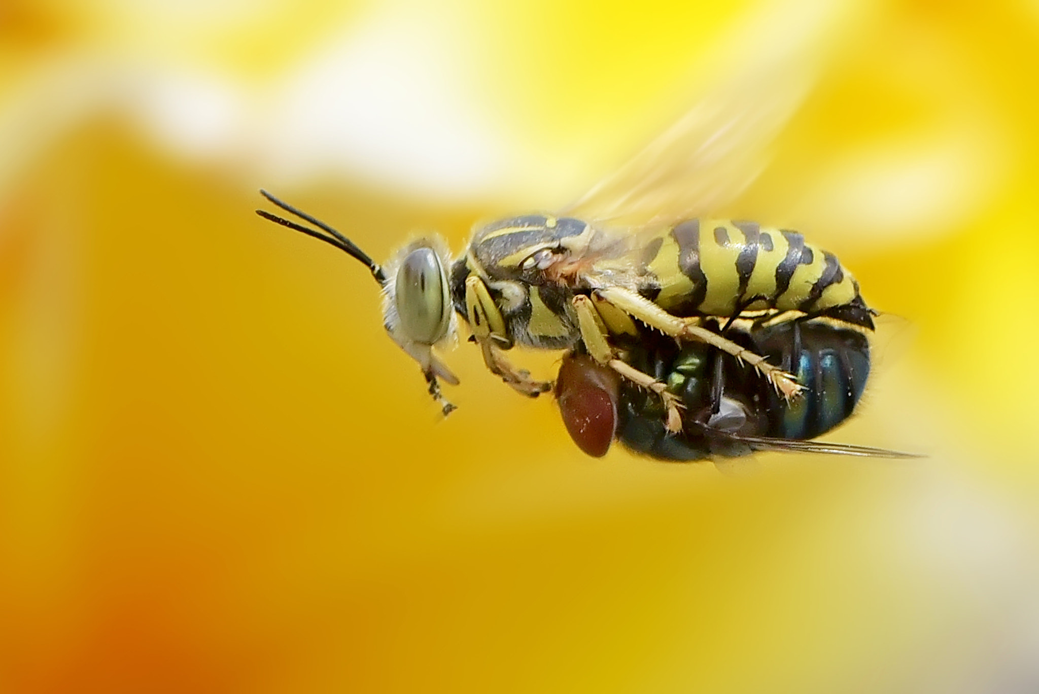 Nikon AF-S Nikkor 400mm F2.8D ED-IF II sample photo. Sand wasp with prey photography