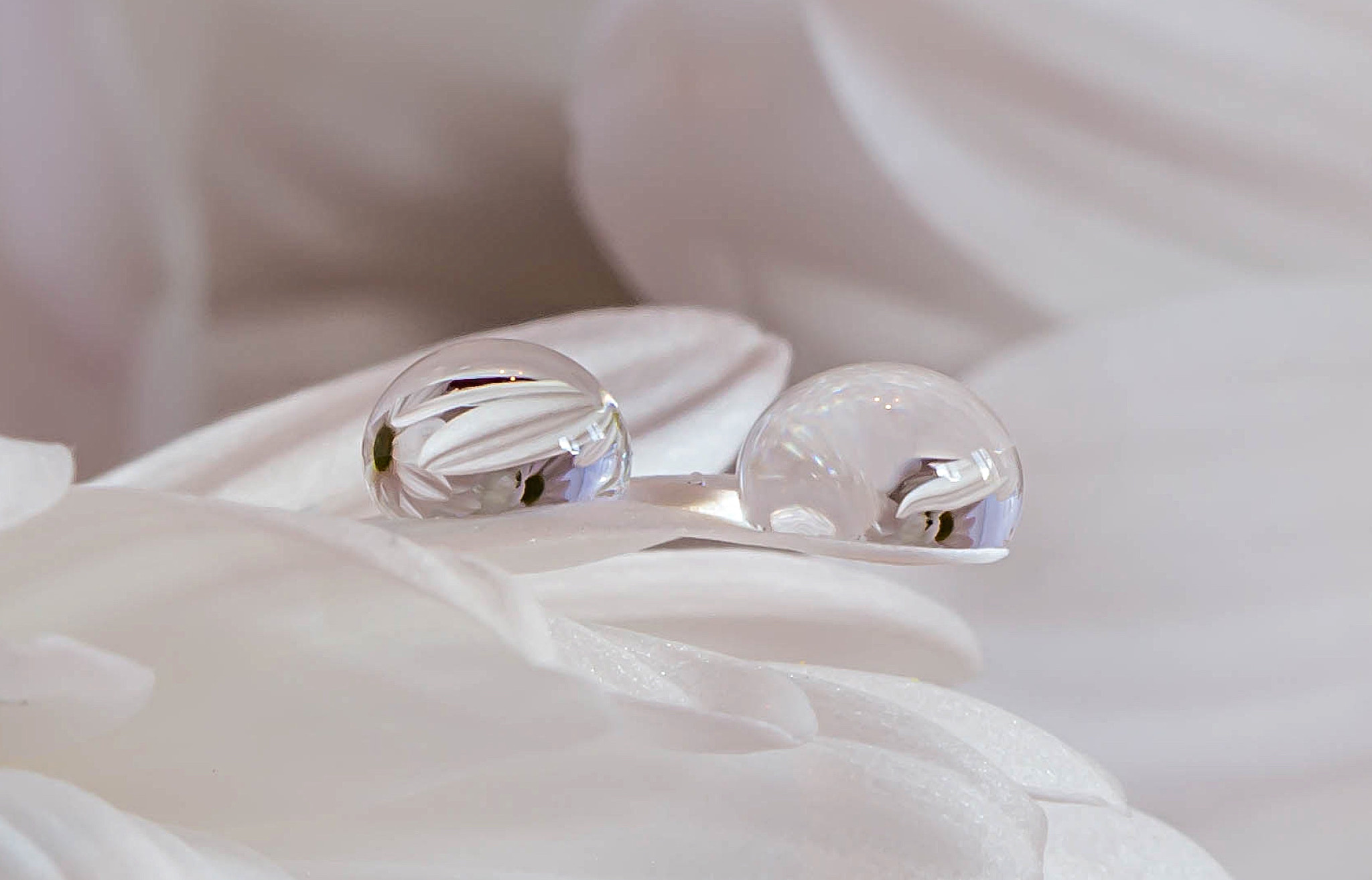 Canon EF 100mm F2.8 Macro USM sample photo. White beauty photography