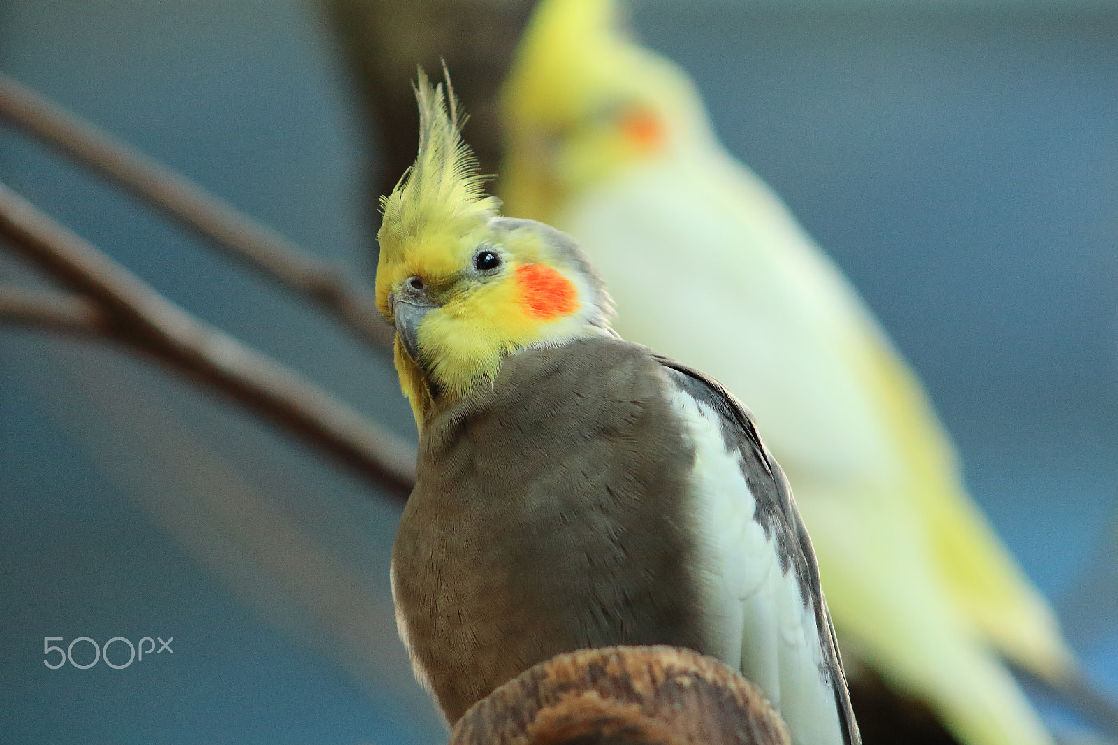 Canon EF 75-300mm f/4-5.6 USM sample photo. Lutino cockatiels photography