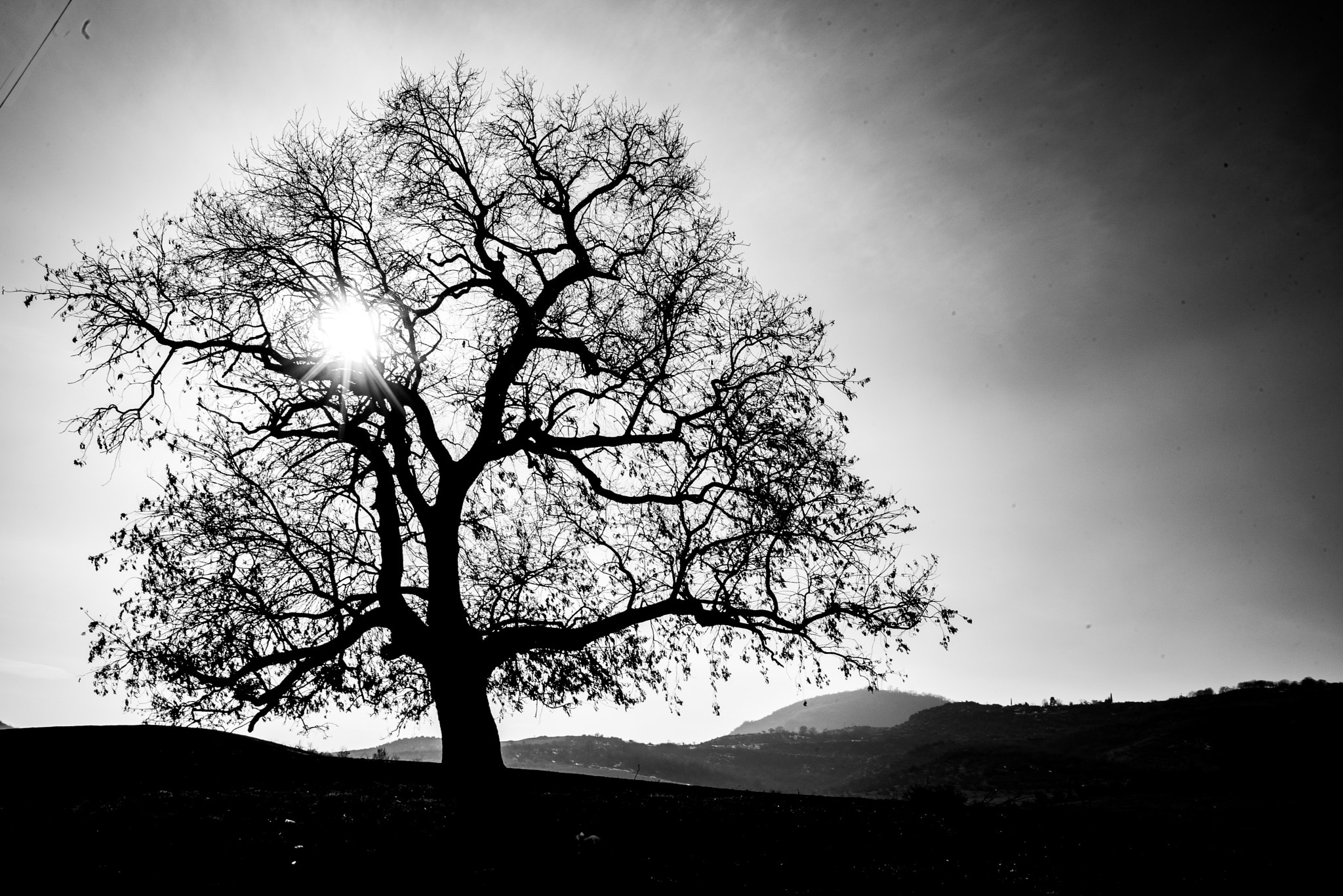 Nikon D750 sample photo. The tree of life photography