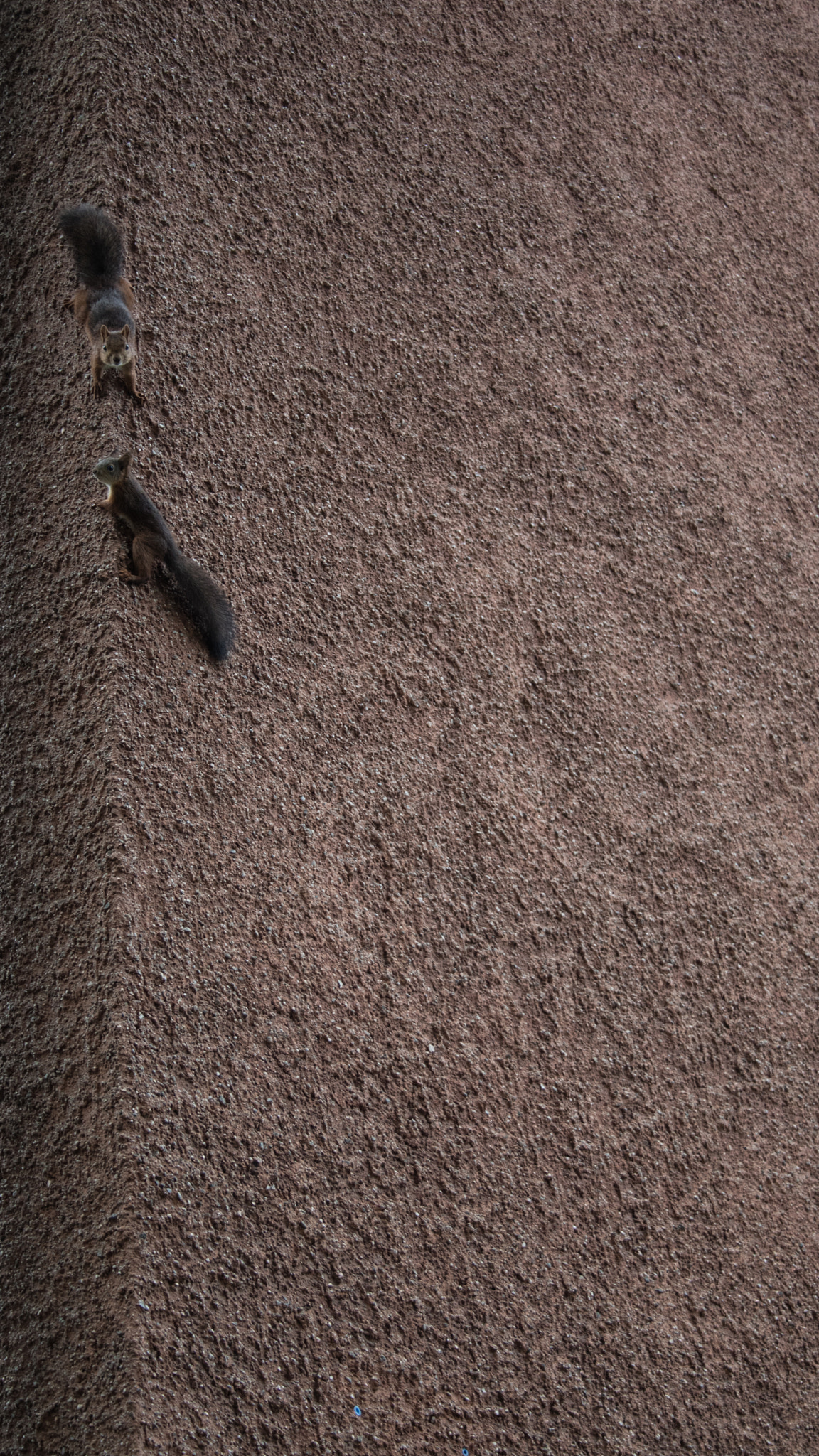 Canon EOS M3 sample photo. Squirrels photography
