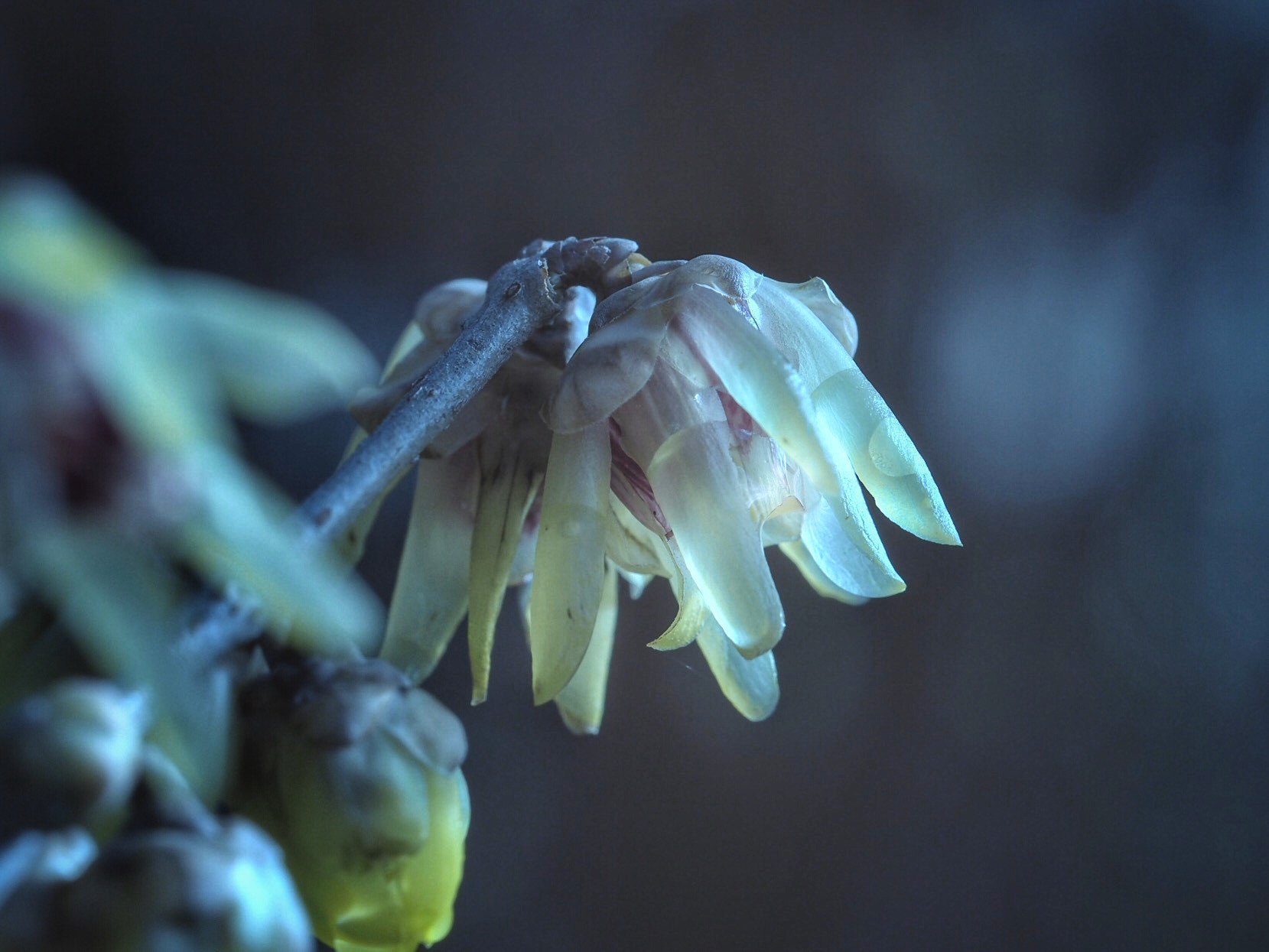 Olympus PEN E-PL7 sample photo. Chimonanthus praecox photography