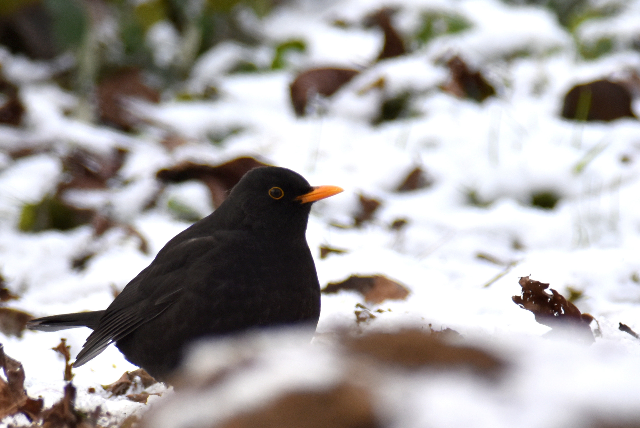 Nikon D7200 + Nikon AF-S Nikkor 300mm F4D ED-IF sample photo. Merle photography