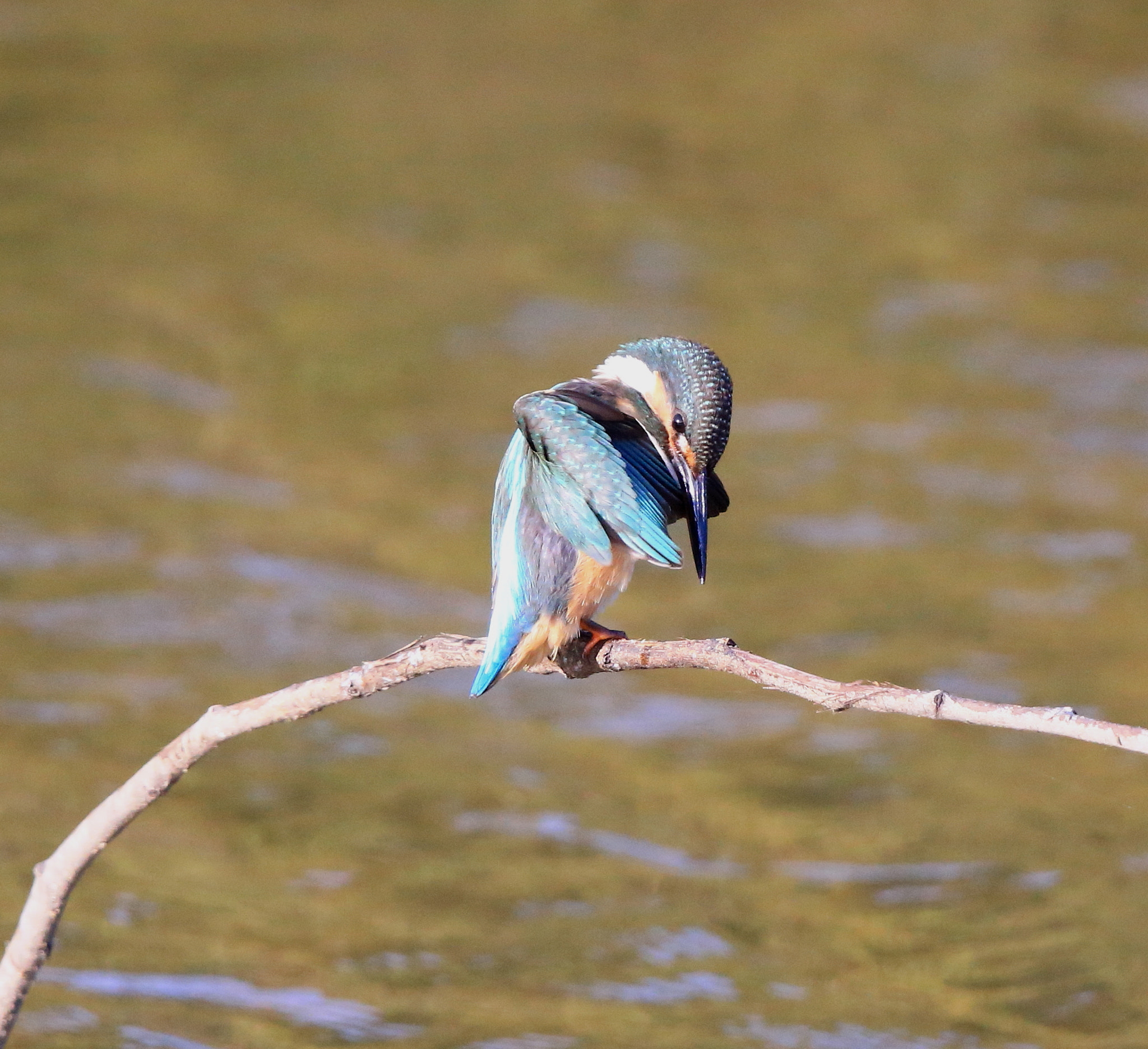 Canon EF 600mm F4L IS II USM sample photo. 835 photography