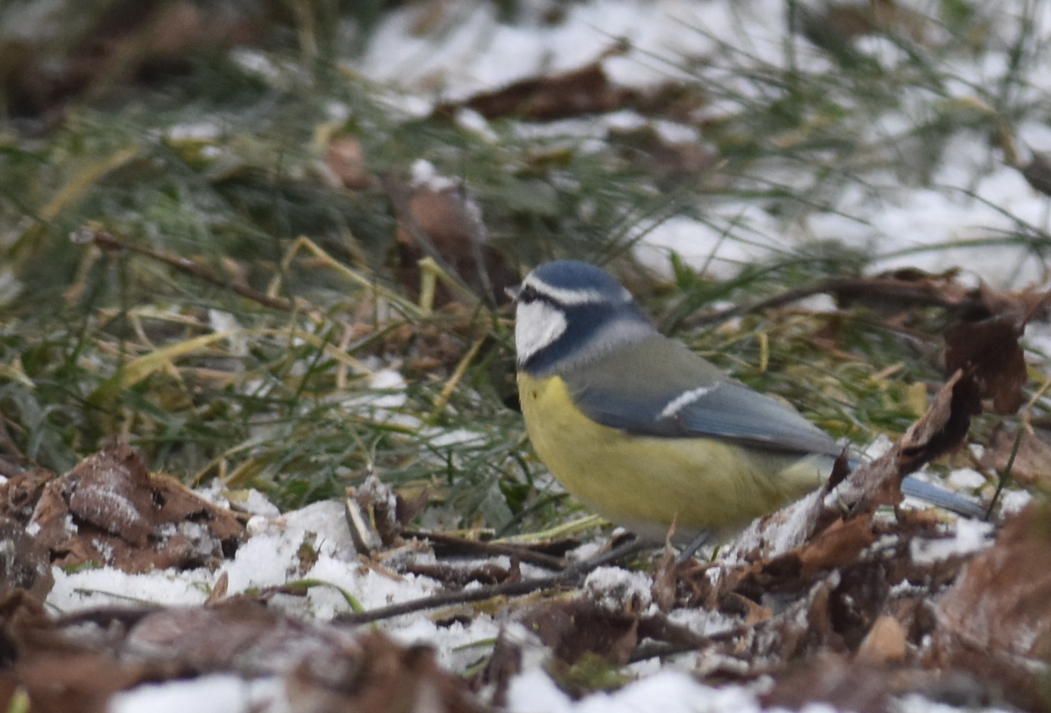 Nikon D7200 sample photo. Mésange charbonnière photography