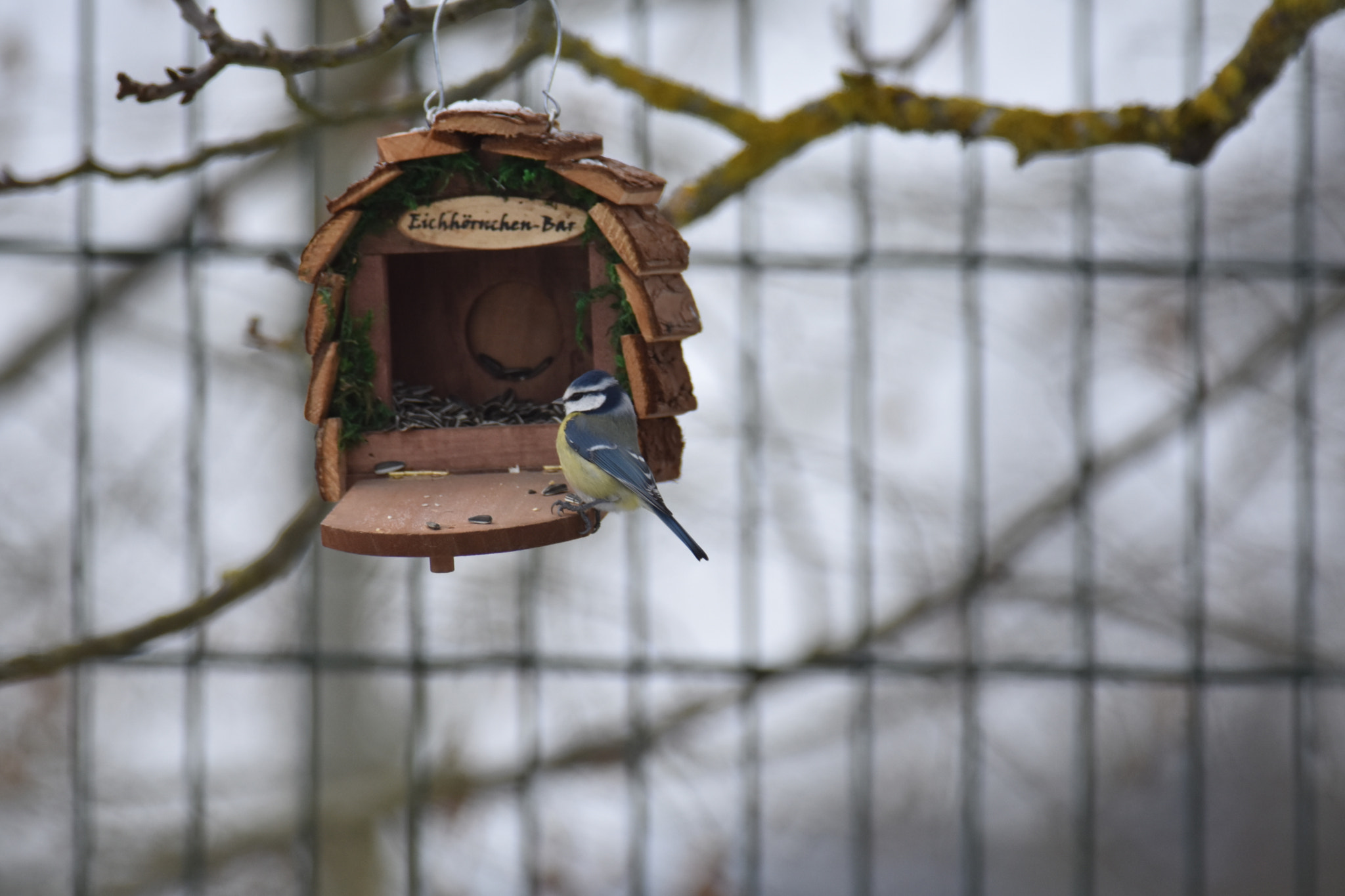 Nikon D7200 + Nikon AF-S Nikkor 300mm F4D ED-IF sample photo. Mésange bleue photography