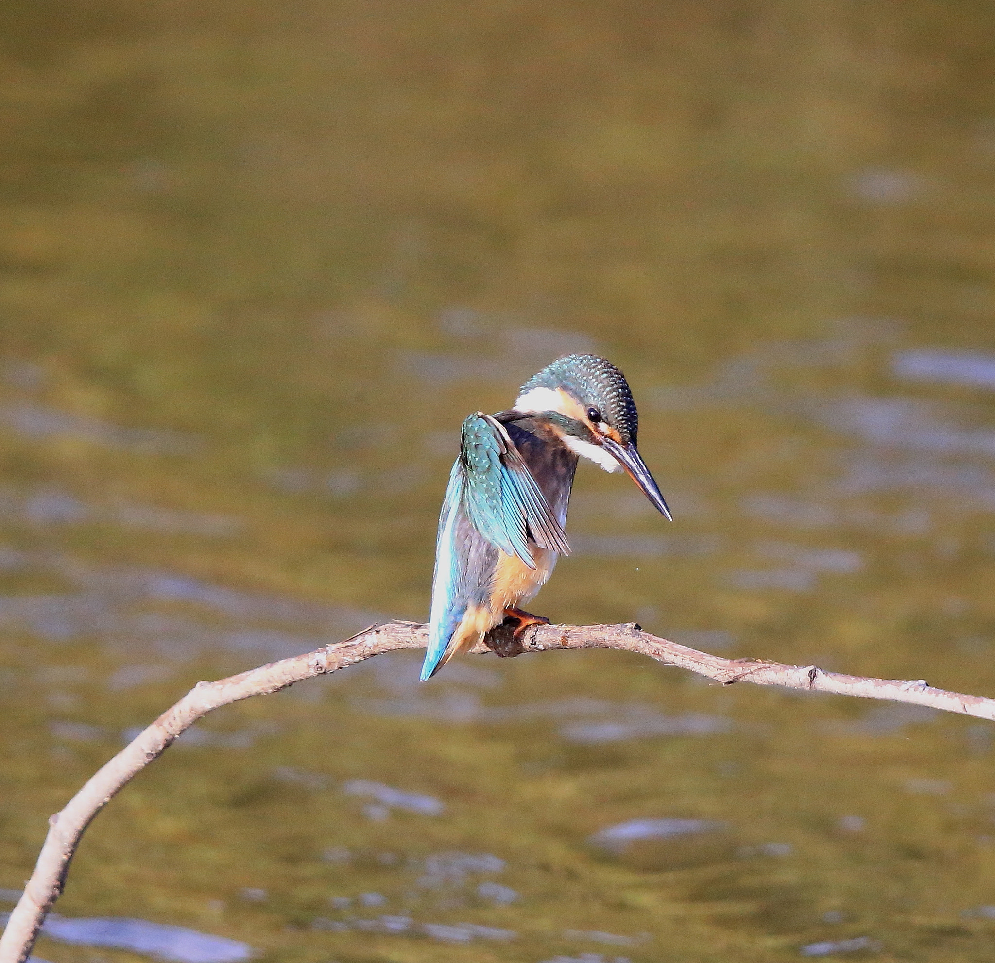 Canon EF 600mm F4L IS II USM sample photo. 836 photography