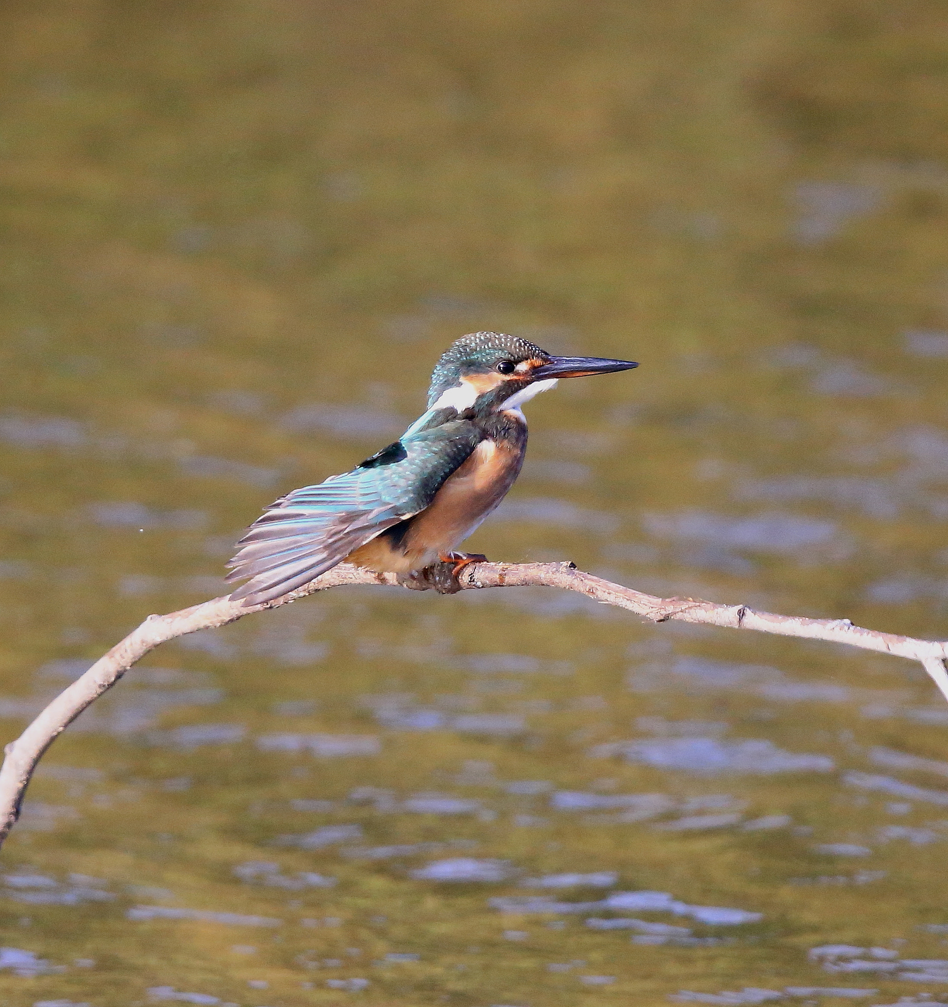 Canon EF 600mm F4L IS II USM sample photo. 839 photography