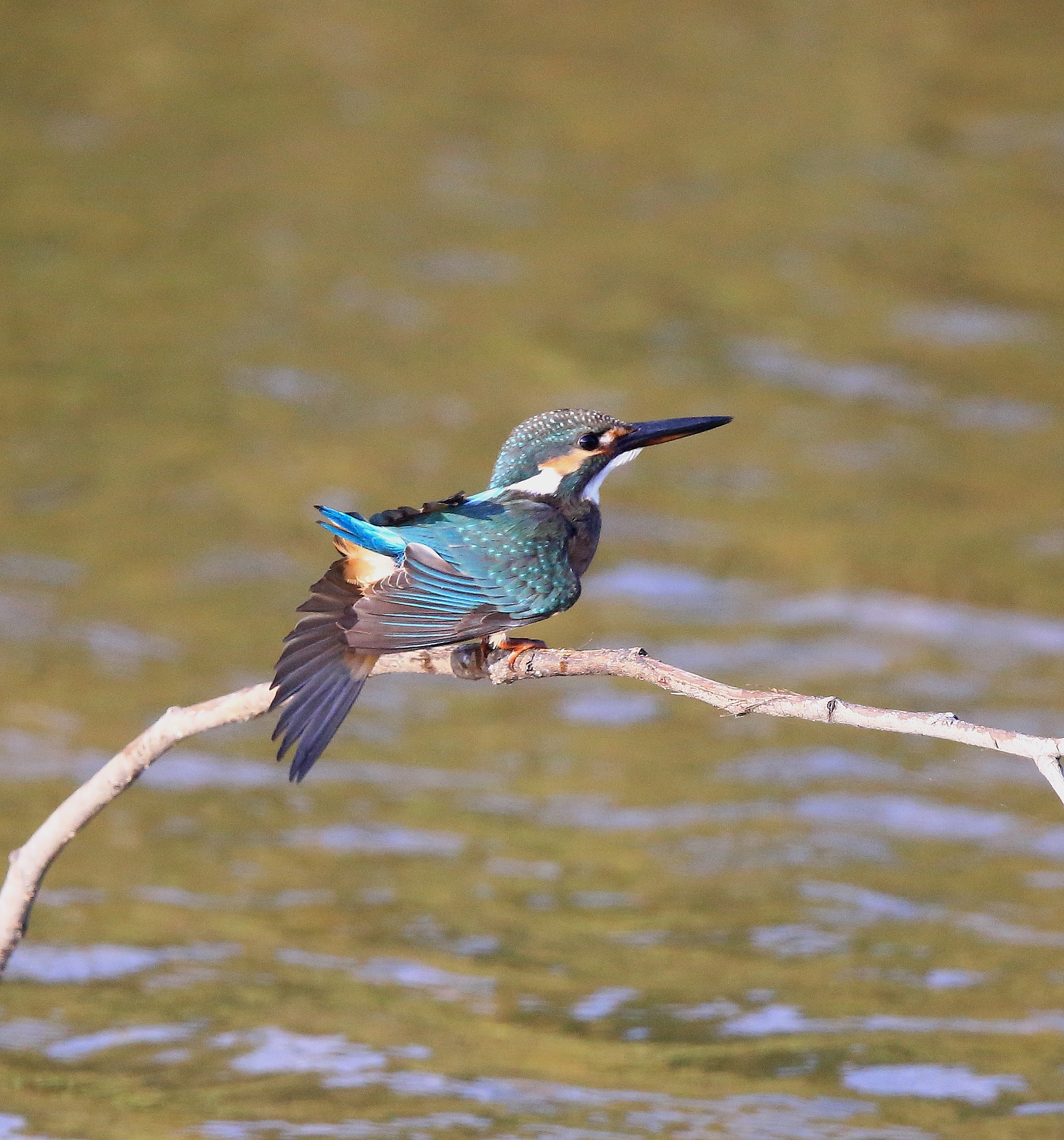 Canon EOS-1D X + Canon EF 600mm F4L IS II USM sample photo. 854 photography