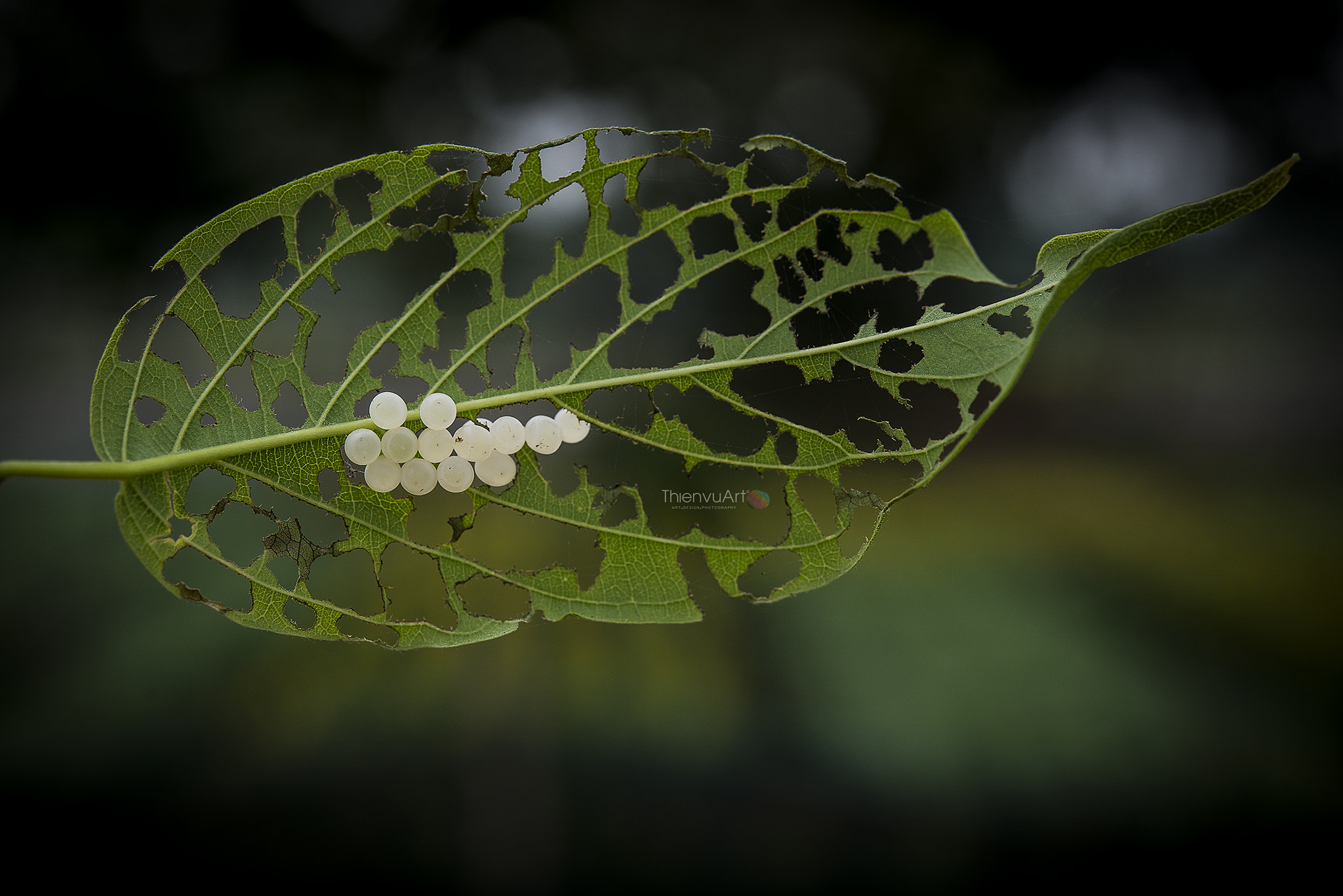 Nikon AF-S Micro-Nikkor 60mm F2.8G ED sample photo. Tvu photography