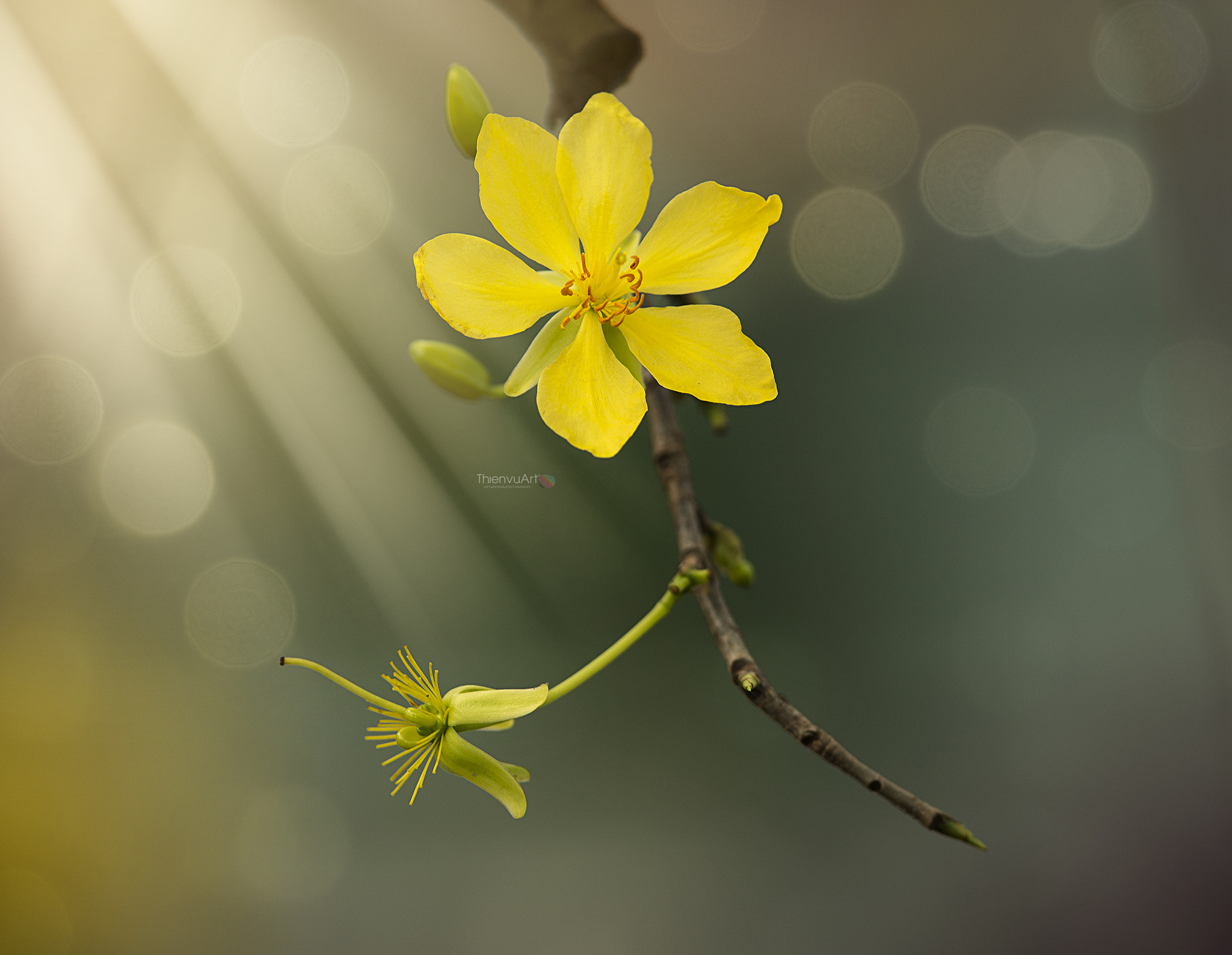 Nikon D800 + Nikon AF-S Nikkor 300mm F4D ED-IF sample photo. Tvu photography