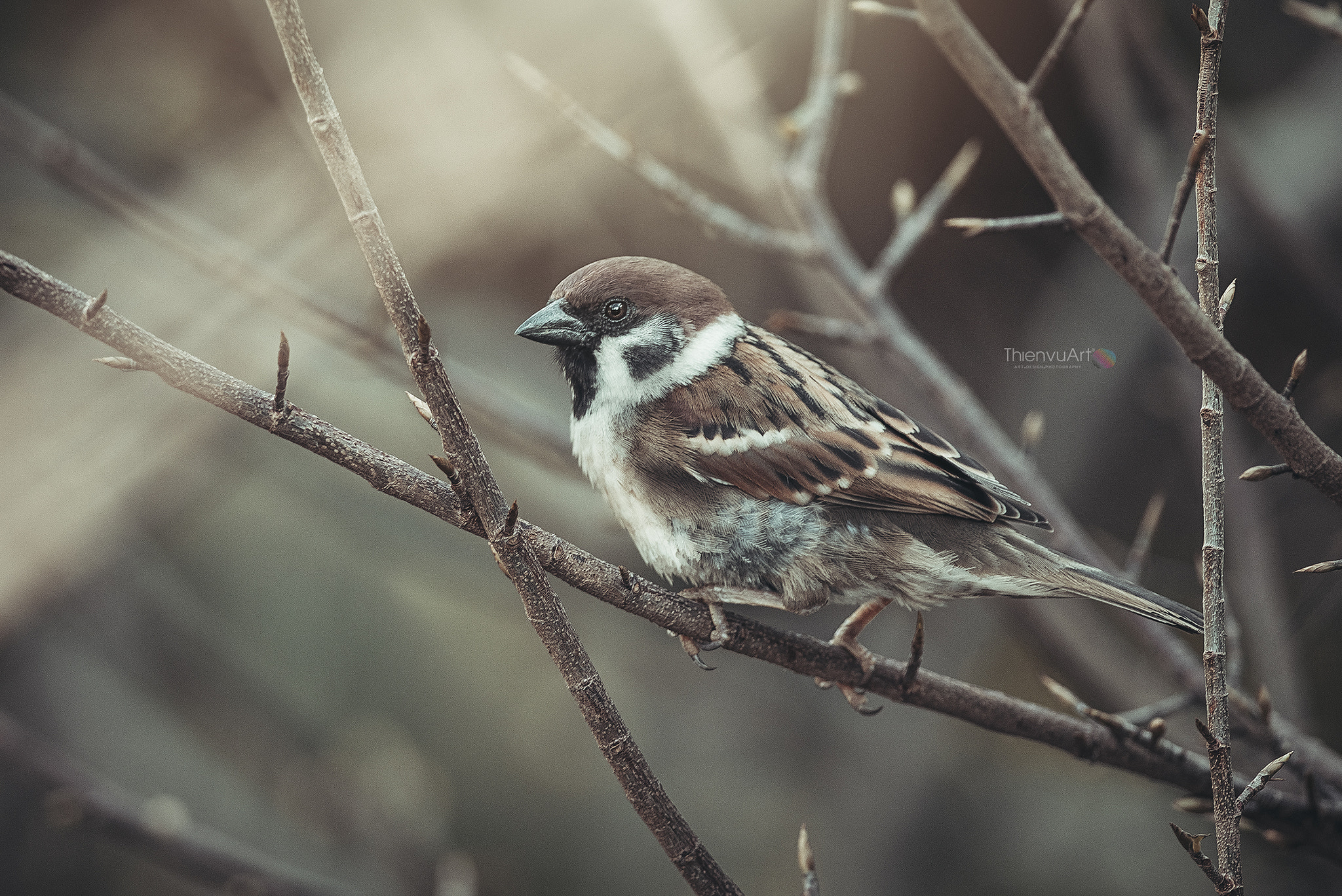Nikon D800 + Nikon AF-S Nikkor 300mm F4D ED-IF sample photo. Tvu photography
