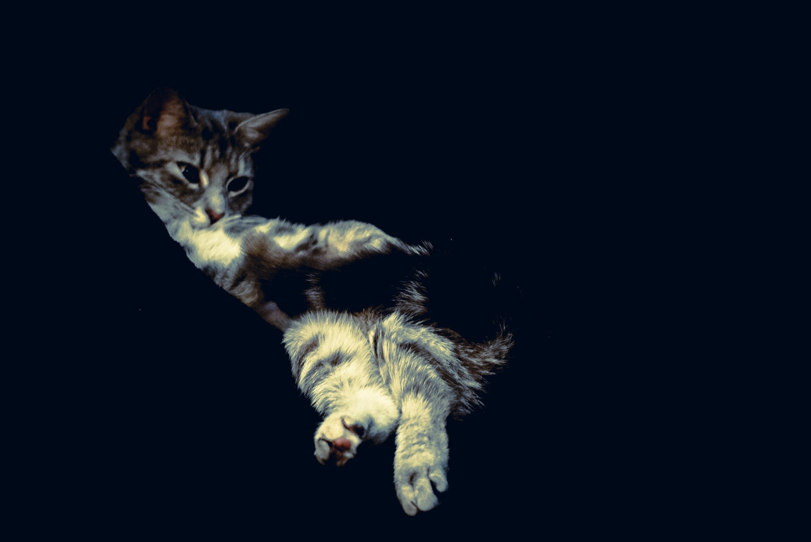 Sony a5100 sample photo. Dark cat photography