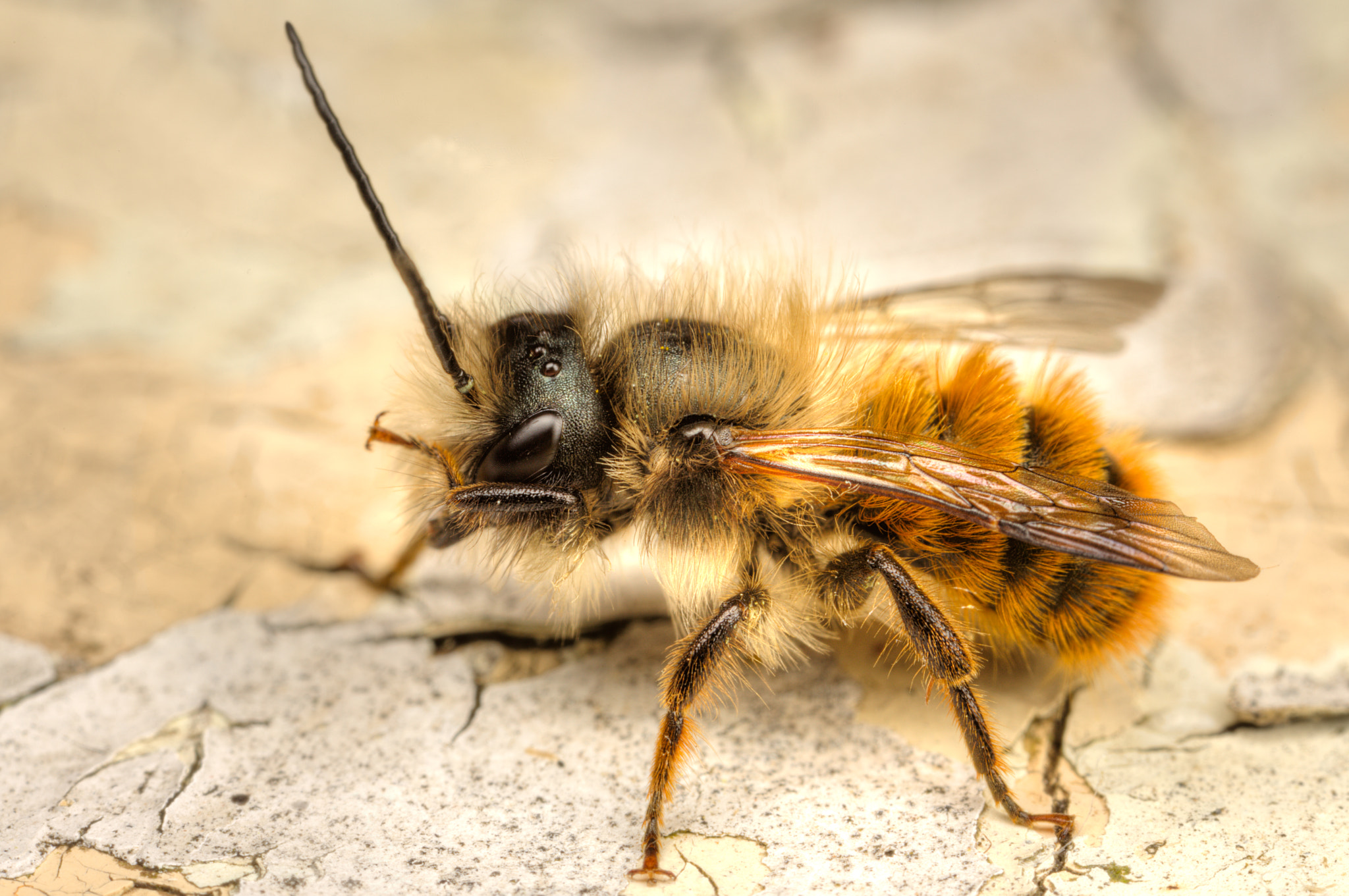 Canon EOS 5D Mark II + Canon MP-E 65mm F2.5 1-5x Macro Photo sample photo. The shy mason bee photography