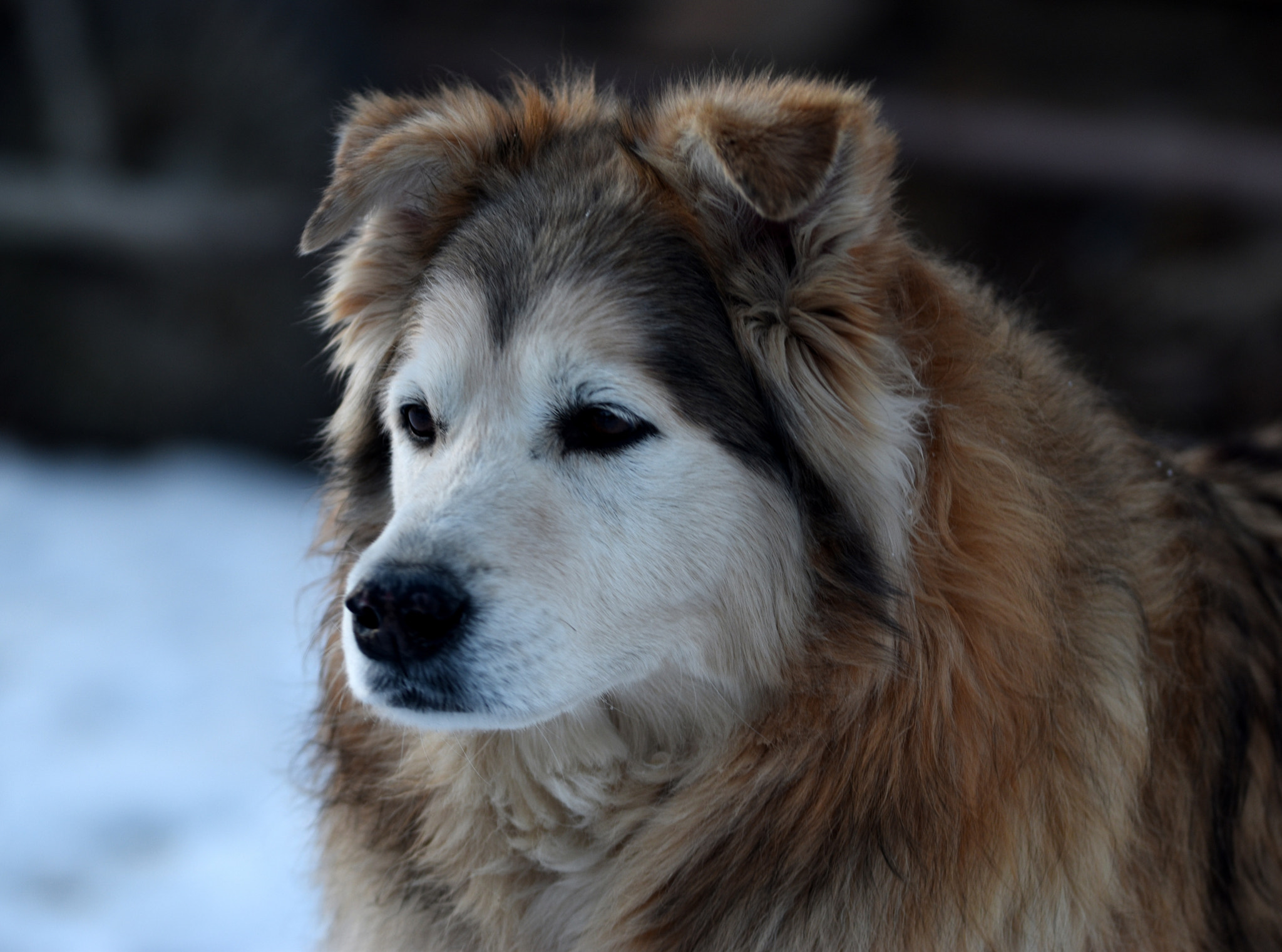 Nikon D5500 sample photo. Lassie come home - best friend photography
