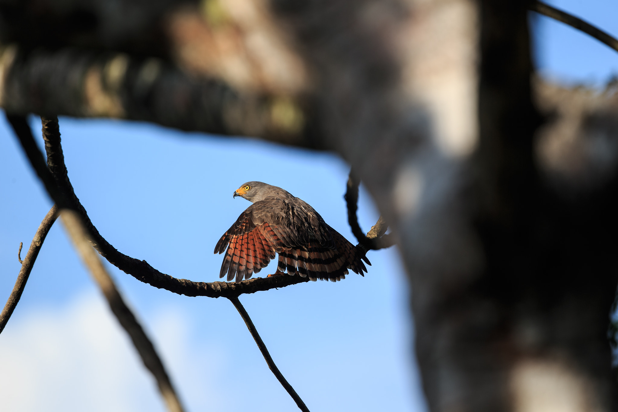 Canon EOS-1D X + Canon EF 400mm F4 DO IS II USM sample photo. Warmup photography