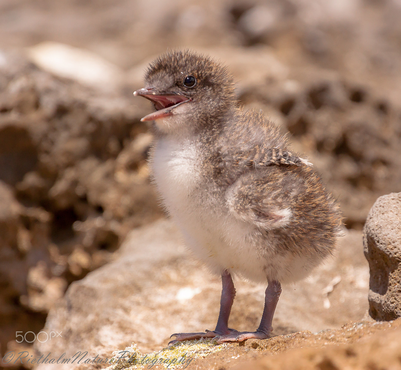 Canon EOS 50D + Canon EF 70-200mm F4L USM sample photo. Stern jong/baby sooty tern photography