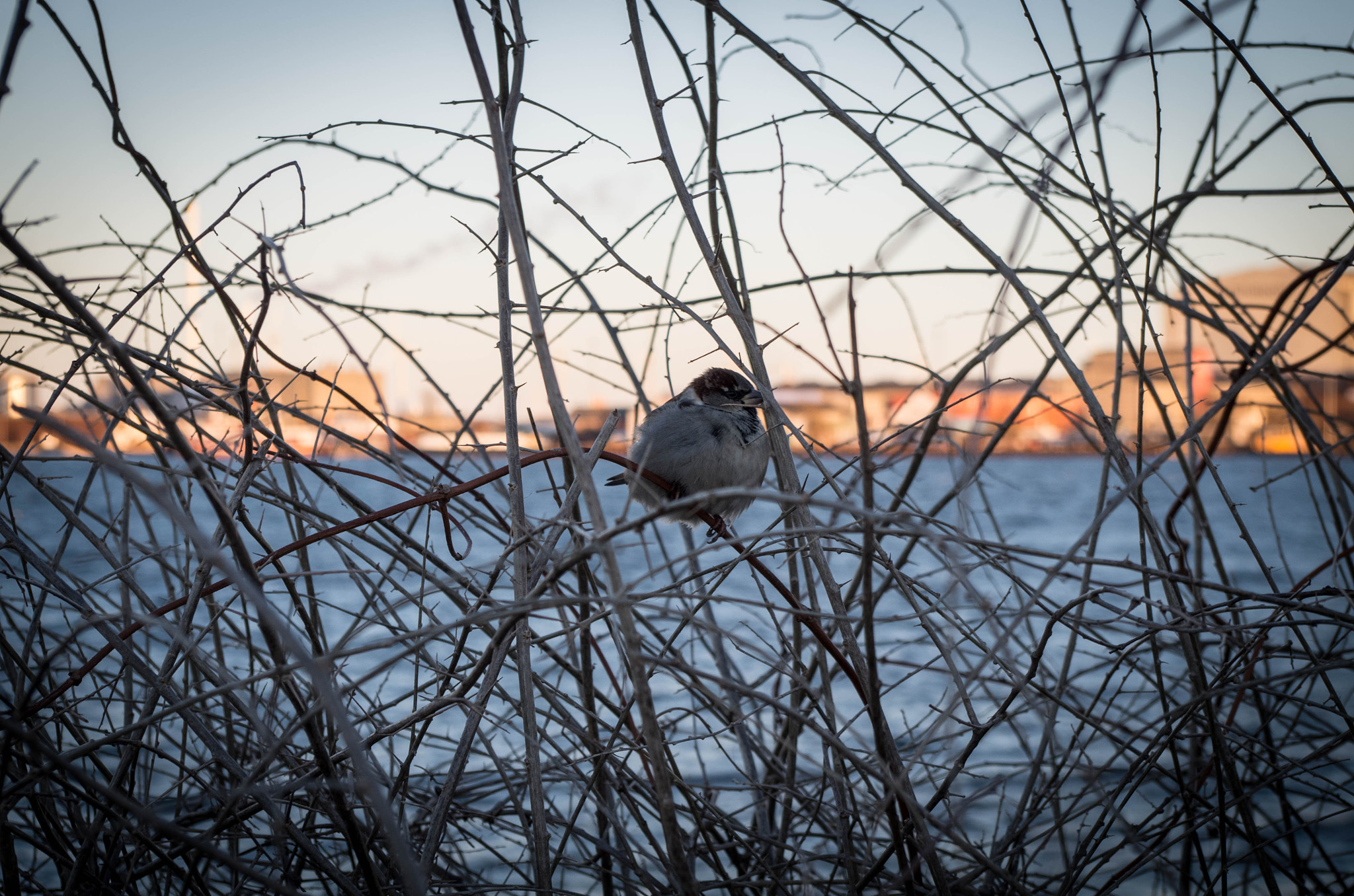 Pentax K-500 sample photo. Cold bird photography
