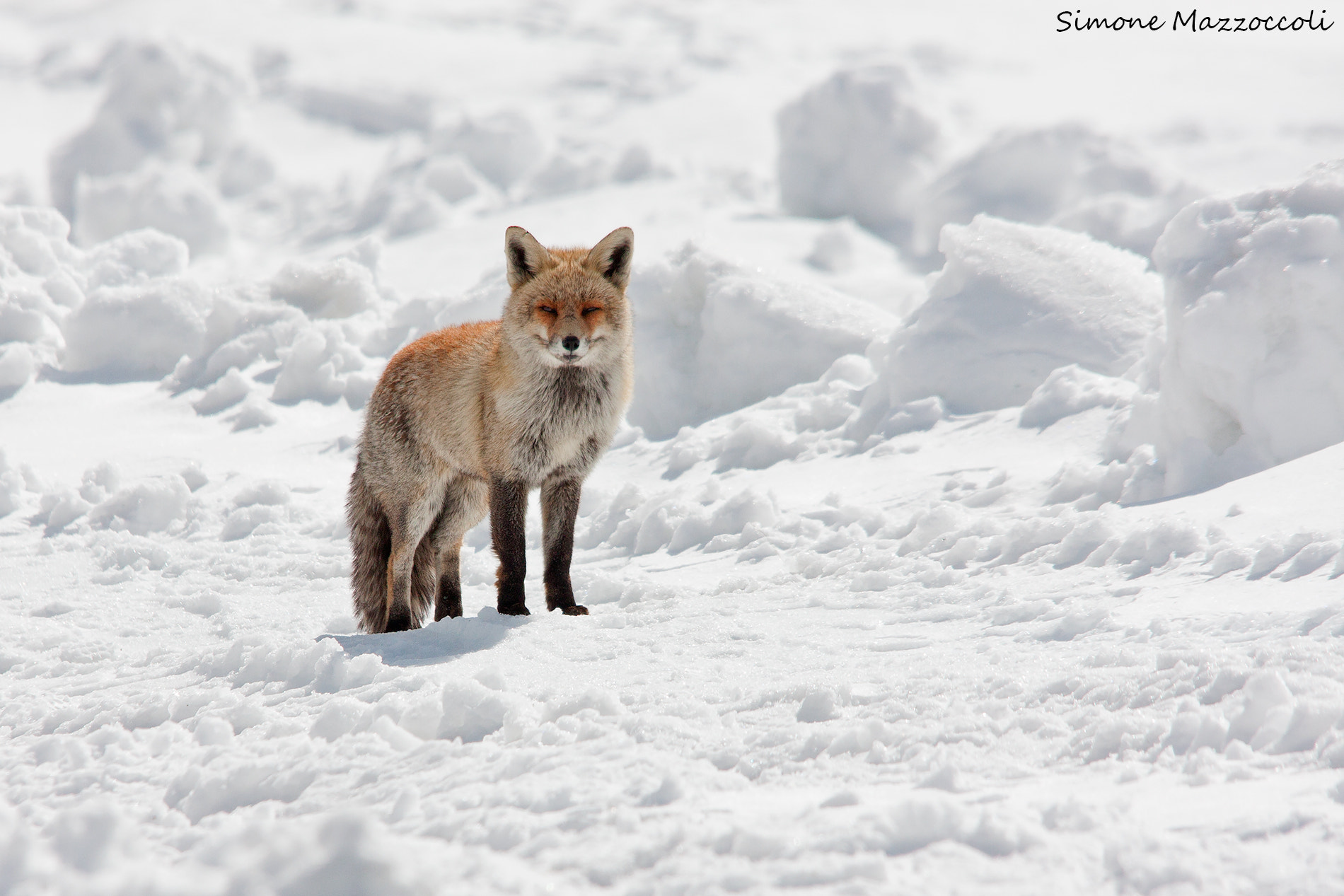 Canon EOS 40D + Sigma 150-500mm F5-6.3 DG OS HSM sample photo. Volpe - red fox photography