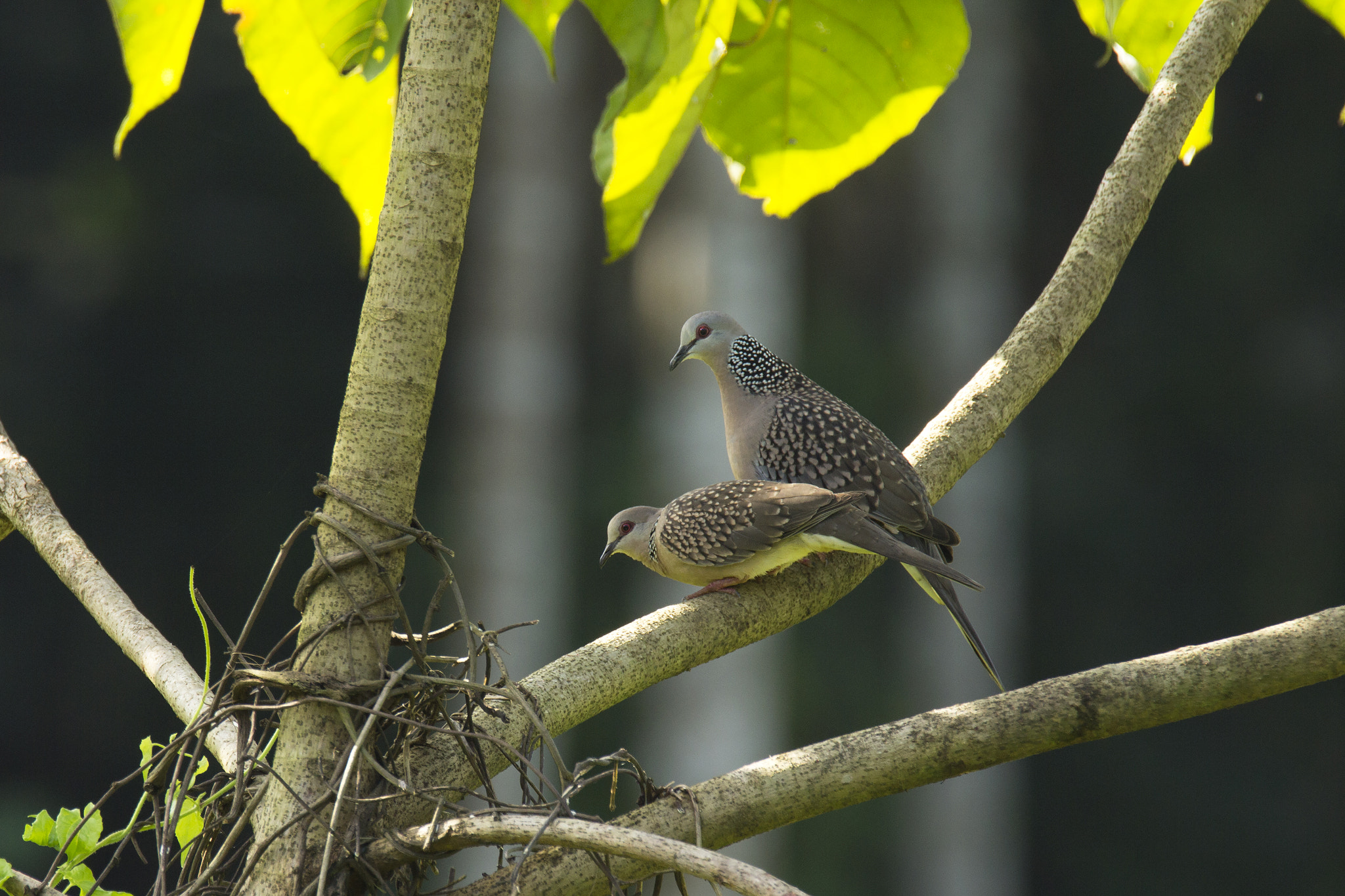 Tamron SP 150-600mm F5-6.3 Di VC USD sample photo. Passionate ! photography