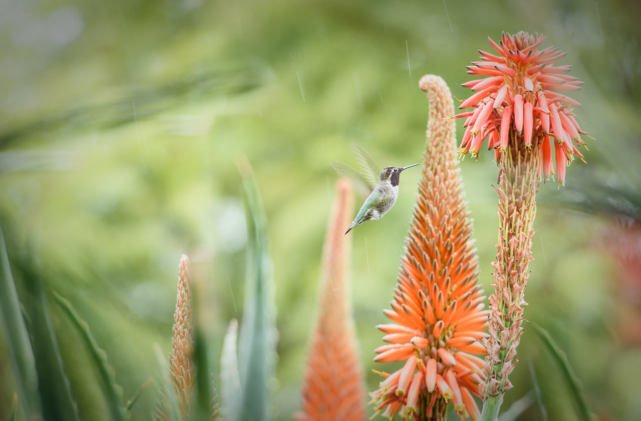 Nikon Df sample photo. In the rain photography