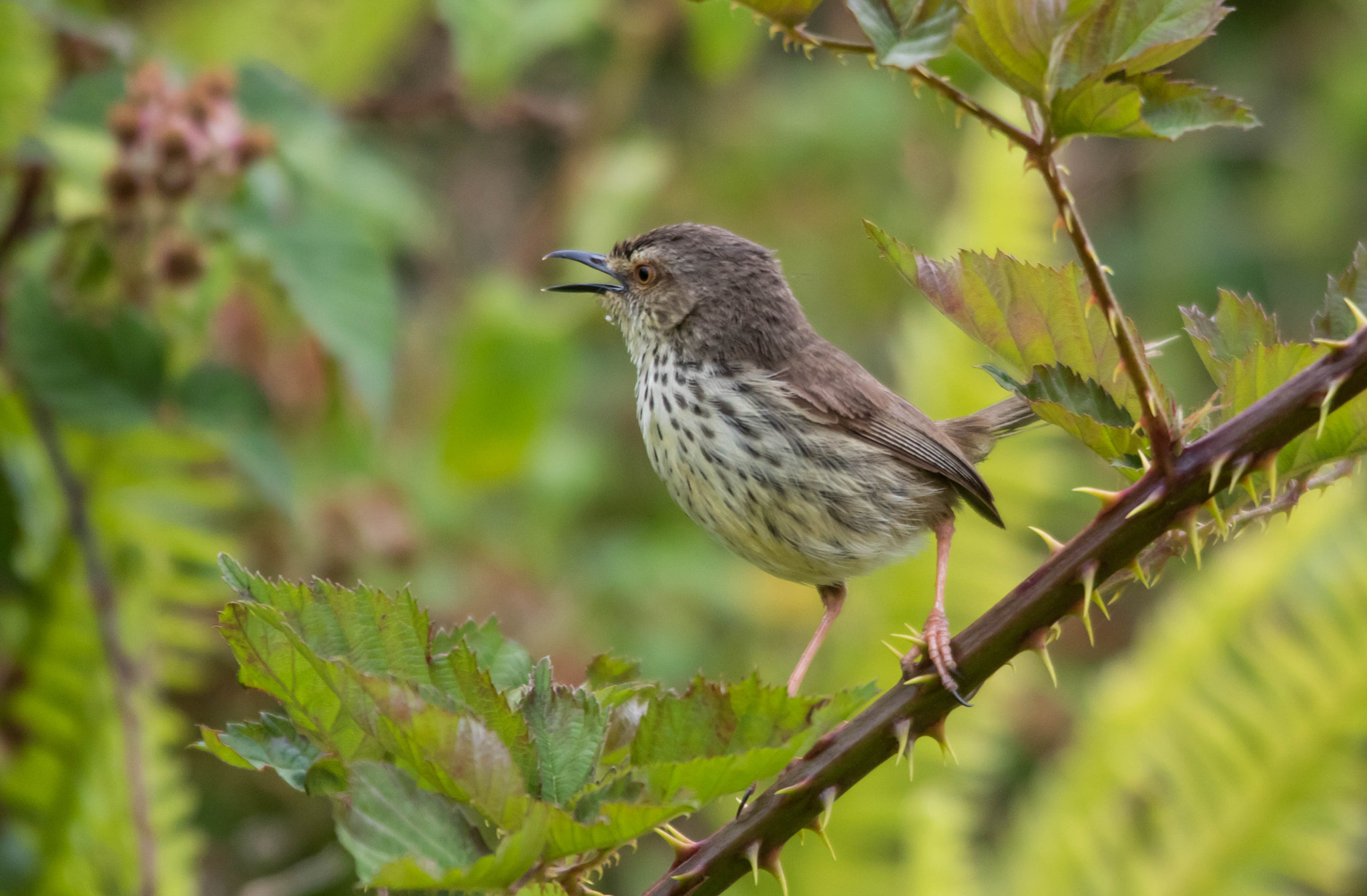 Canon EOS 750D (EOS Rebel T6i / EOS Kiss X8i) + Sigma 150-500mm F5-6.3 DG OS HSM sample photo. Karoo prinia photography