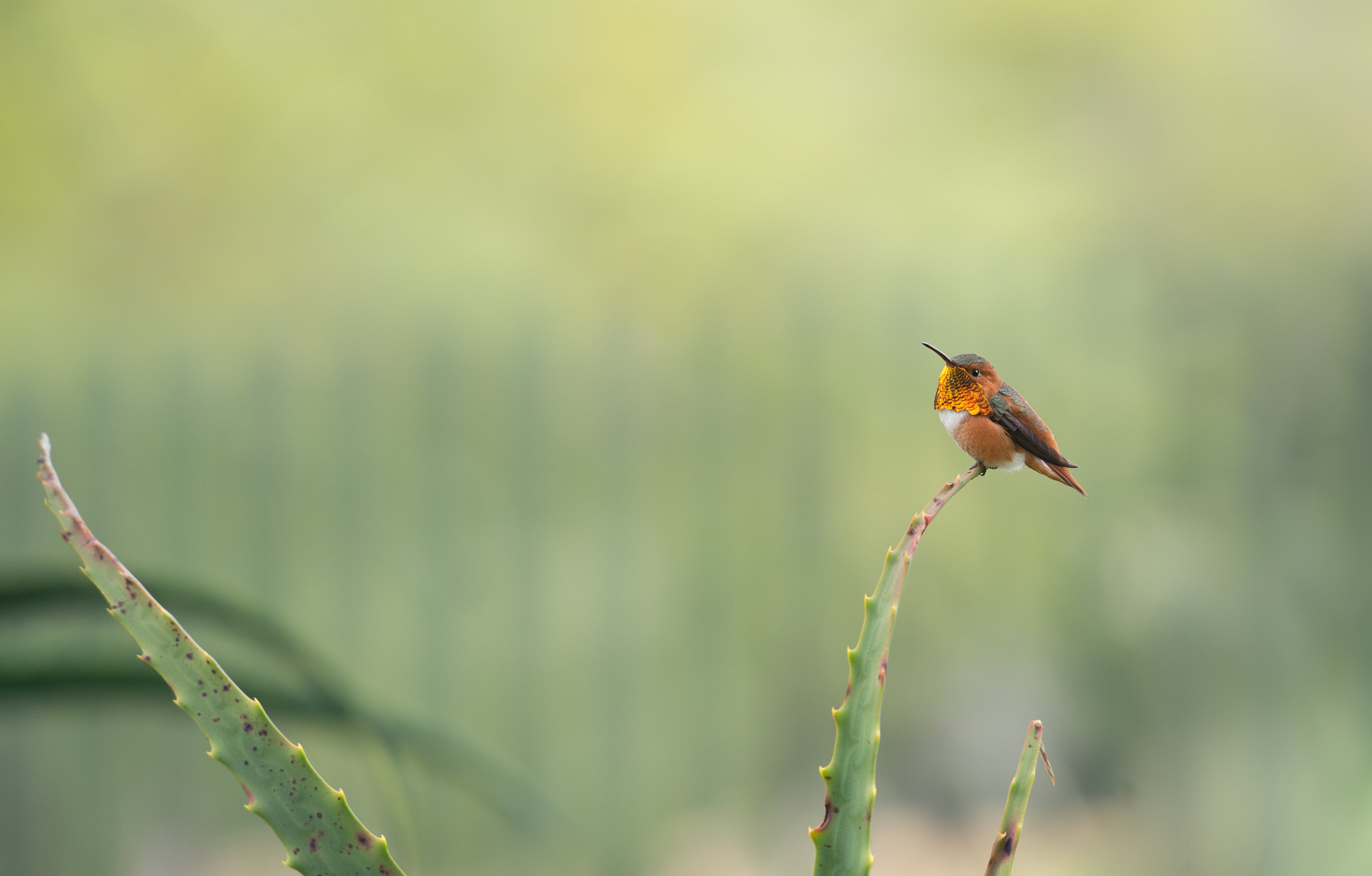 Nikon Df sample photo. The smaller photography