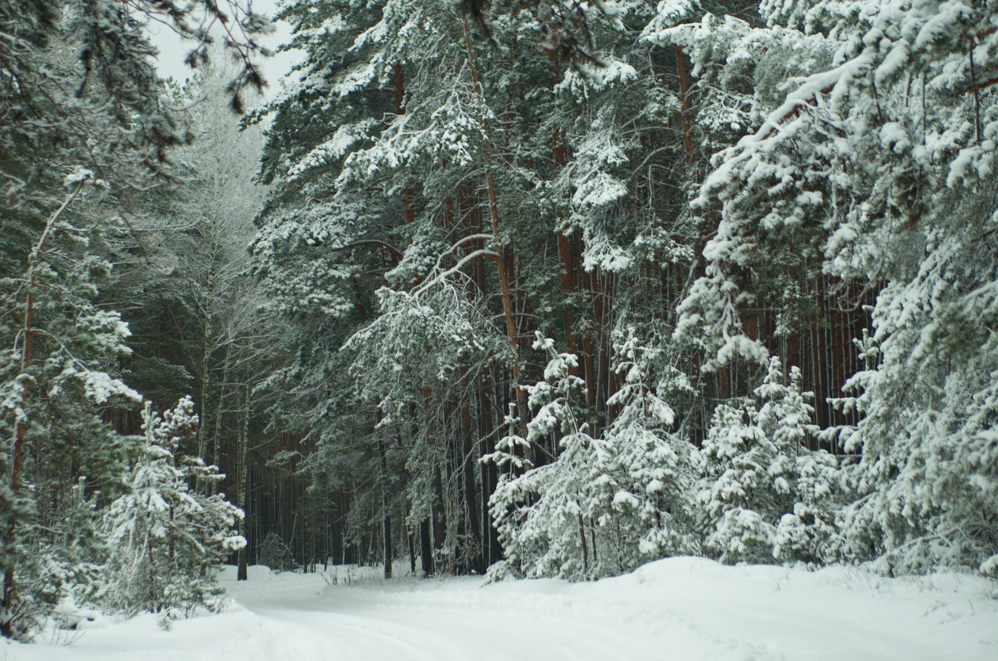 Nikon D7000 + AF Zoom-Nikkor 35-70mm f/2.8D sample photo. Forest photography