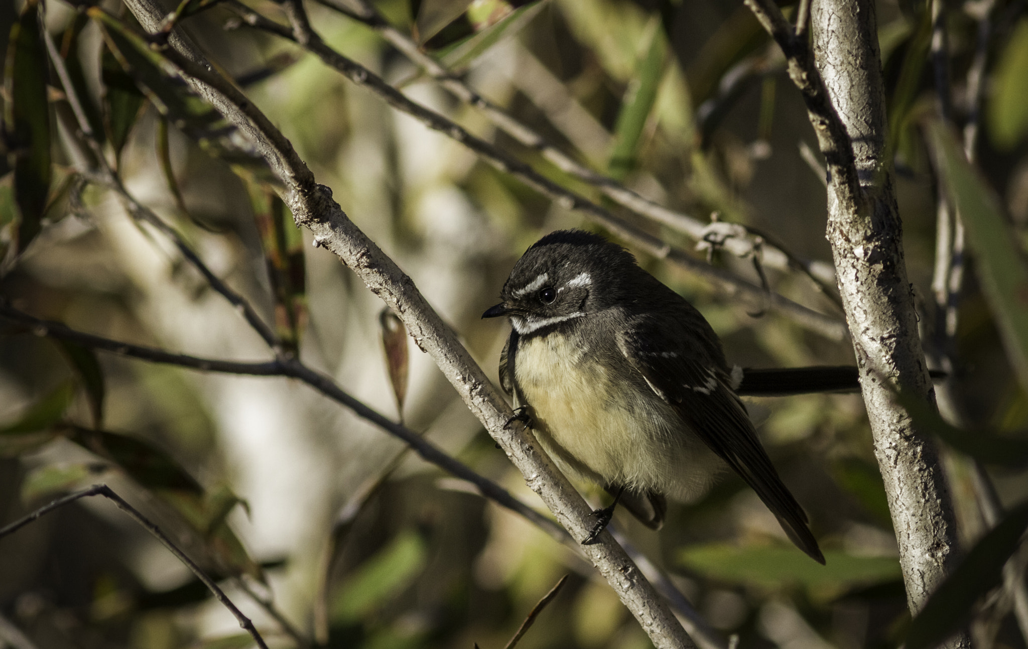 Canon EOS 7D + Canon EF 300mm F4L IS USM sample photo. Grey fantail photography