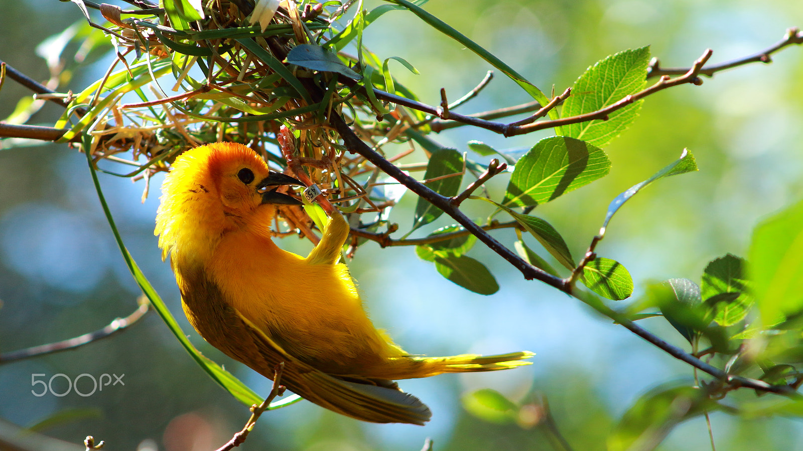 Canon EF 75-300mm f/4-5.6 USM sample photo. Bird photography
