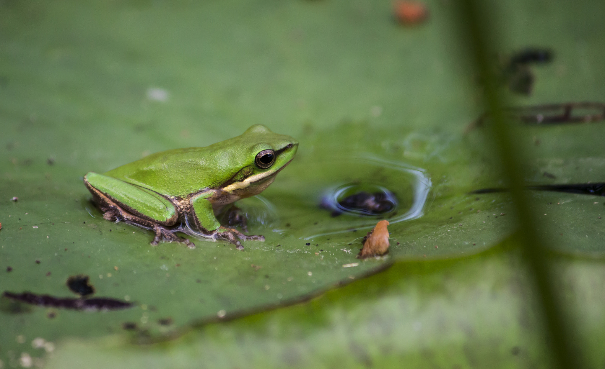 Canon EOS 650D (EOS Rebel T4i / EOS Kiss X6i) sample photo. Eastern sedgefrog photography