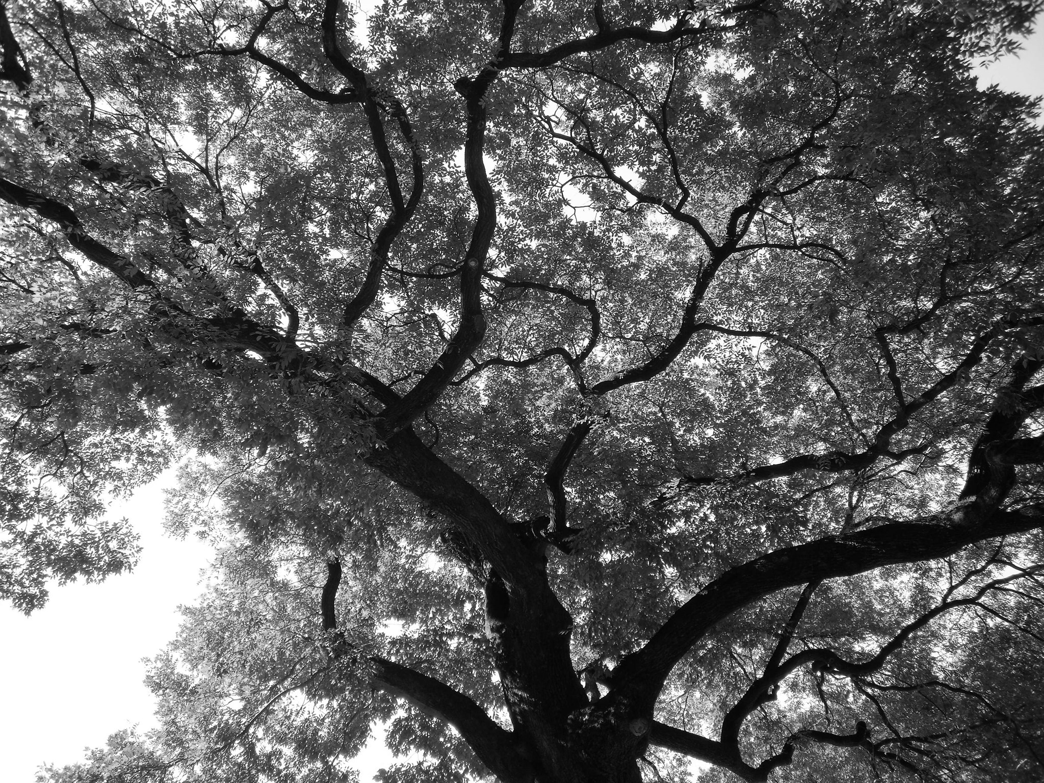 Fujifilm FinePix J110W sample photo. An old tree photography