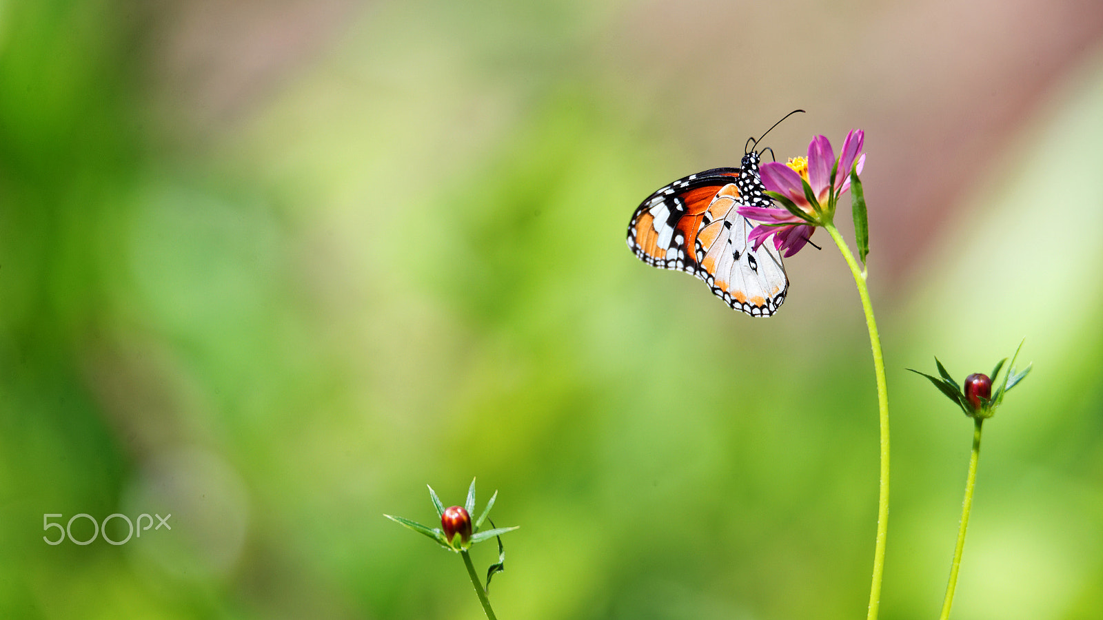 Tamron SP 150-600mm F5-6.3 Di VC USD sample photo. Butterfly 15 photography