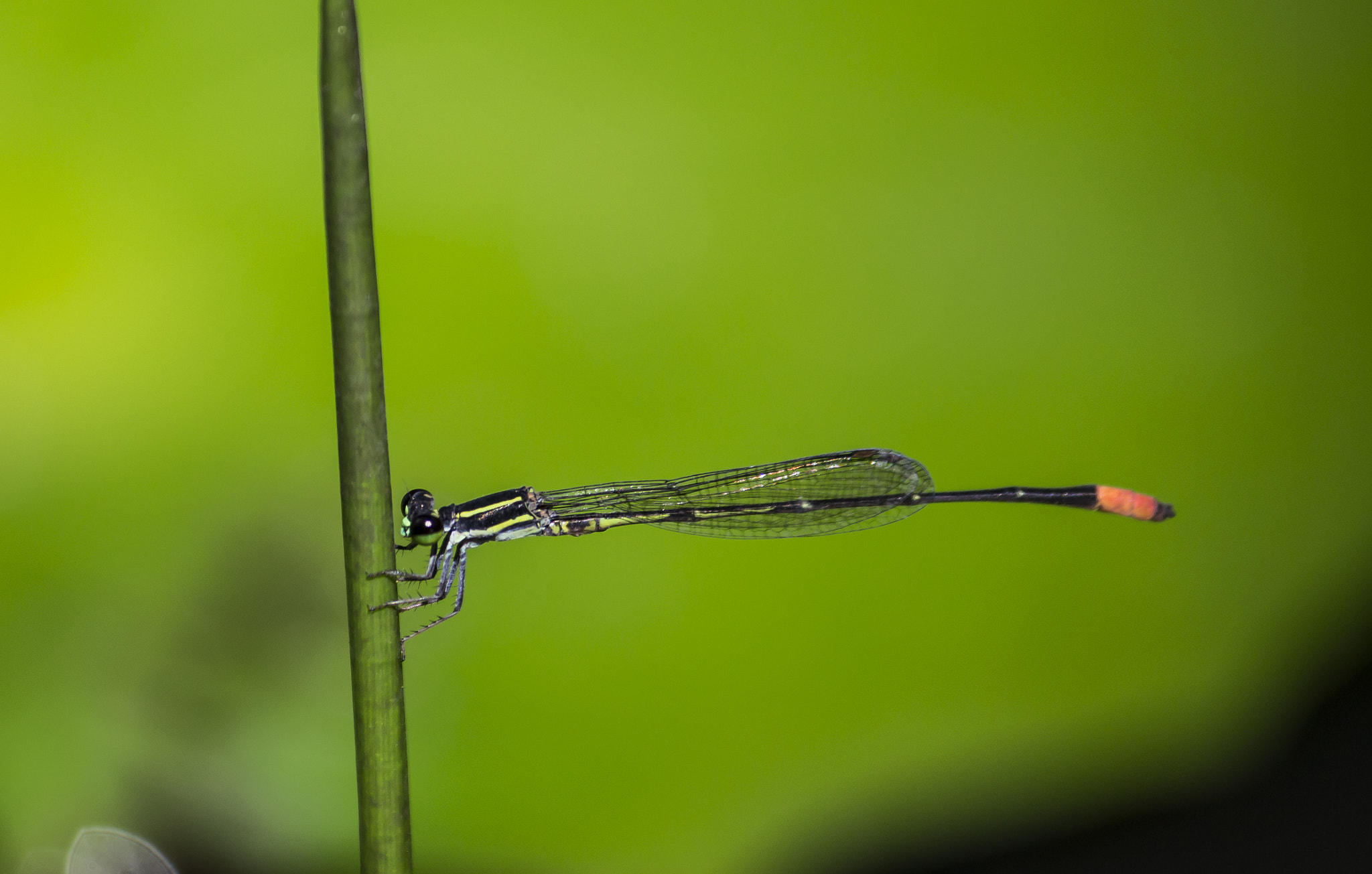 Canon EOS 650D (EOS Rebel T4i / EOS Kiss X6i) sample photo. Damselfly photography