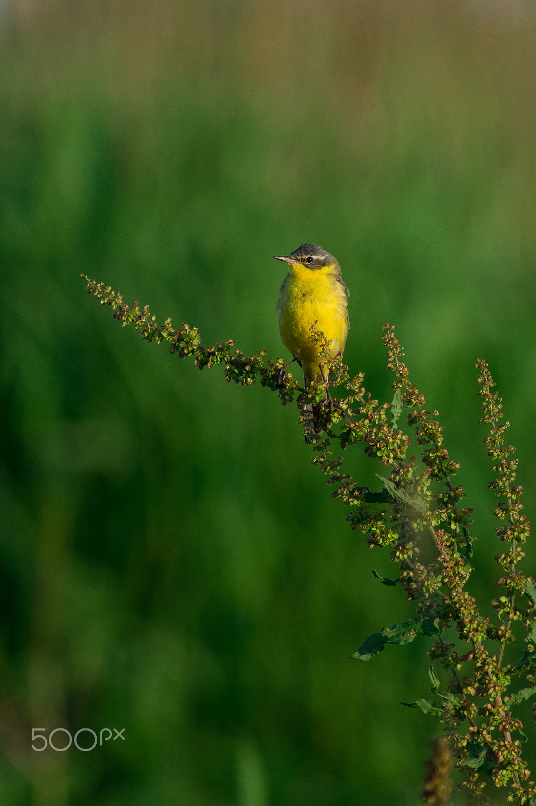 Pentax K-3 sample photo. Little sun photography