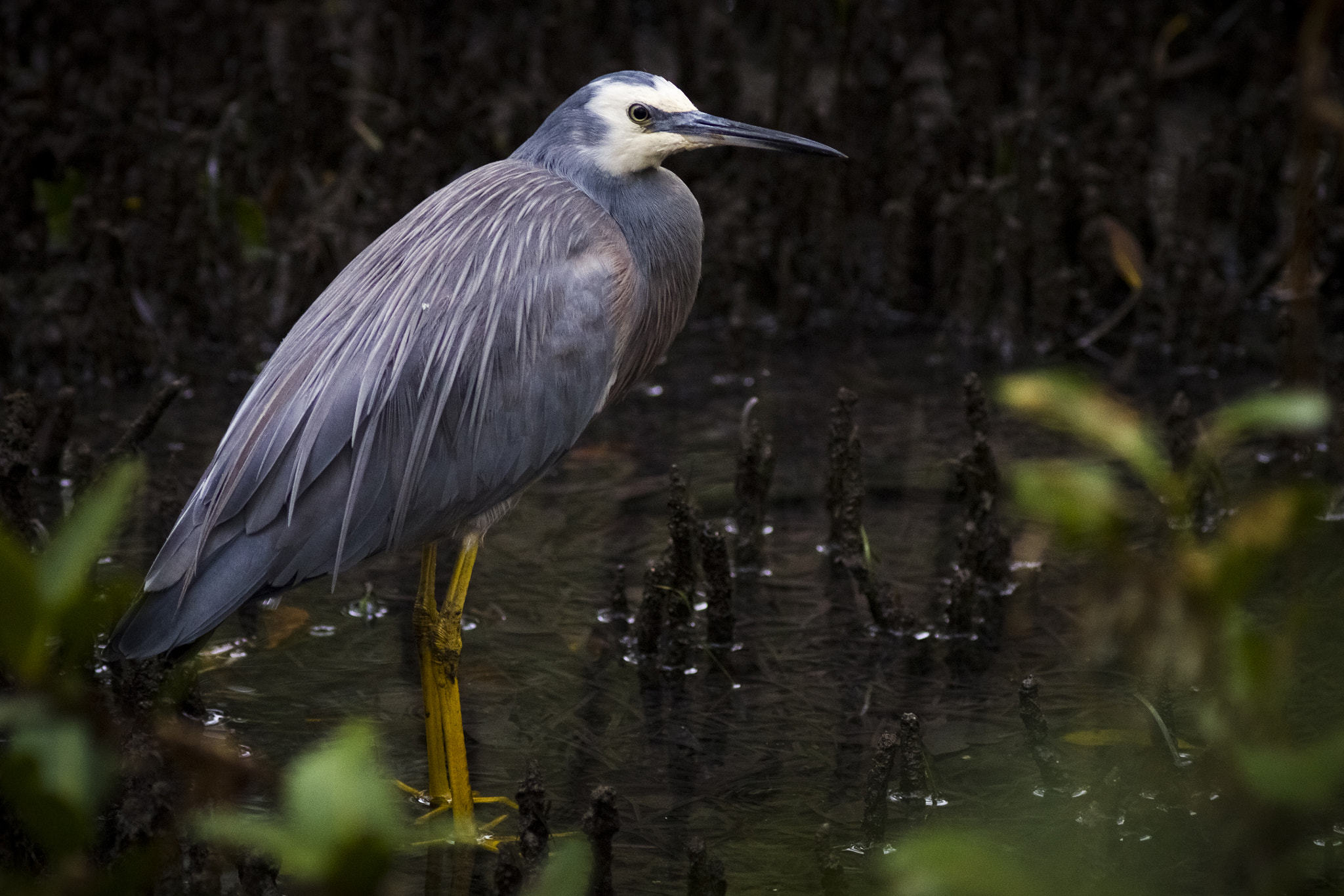 Canon EOS 7D + Canon EF 300mm F4L IS USM sample photo. White-faced heron photography