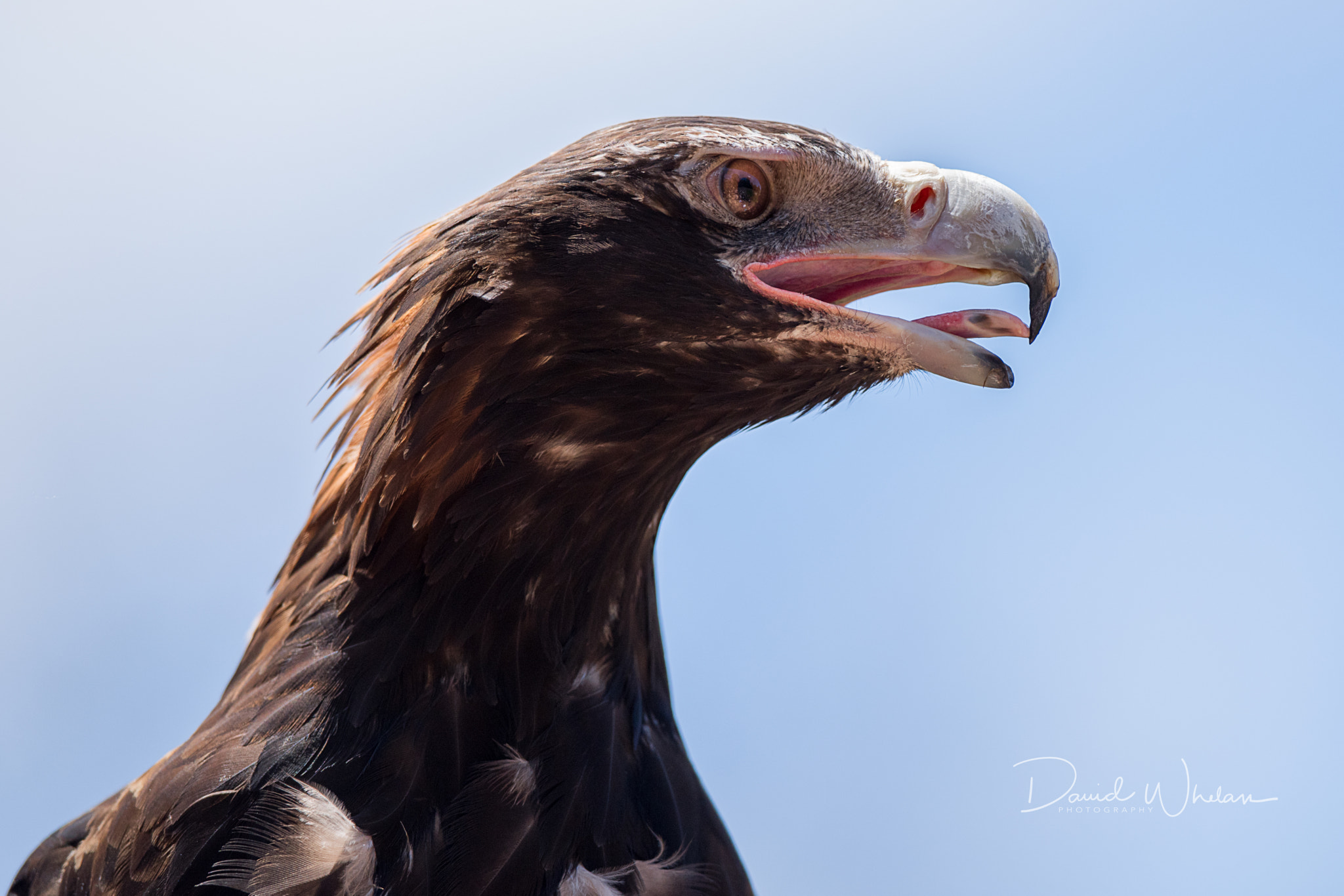 Nikon D810 sample photo. Wedge-tailed eagle photography