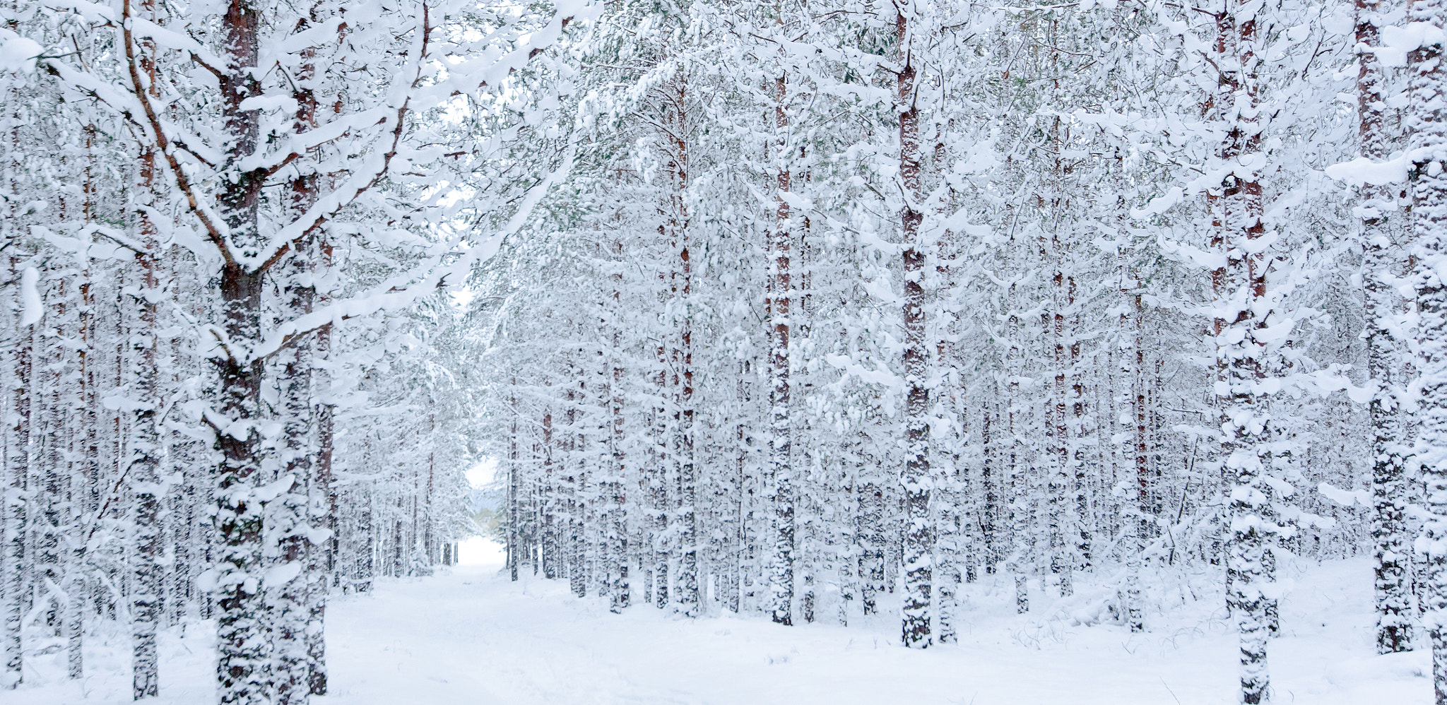 Nikon D7000 + Sigma 12-24mm F4.5-5.6 EX DG Aspherical HSM sample photo. White forest photography