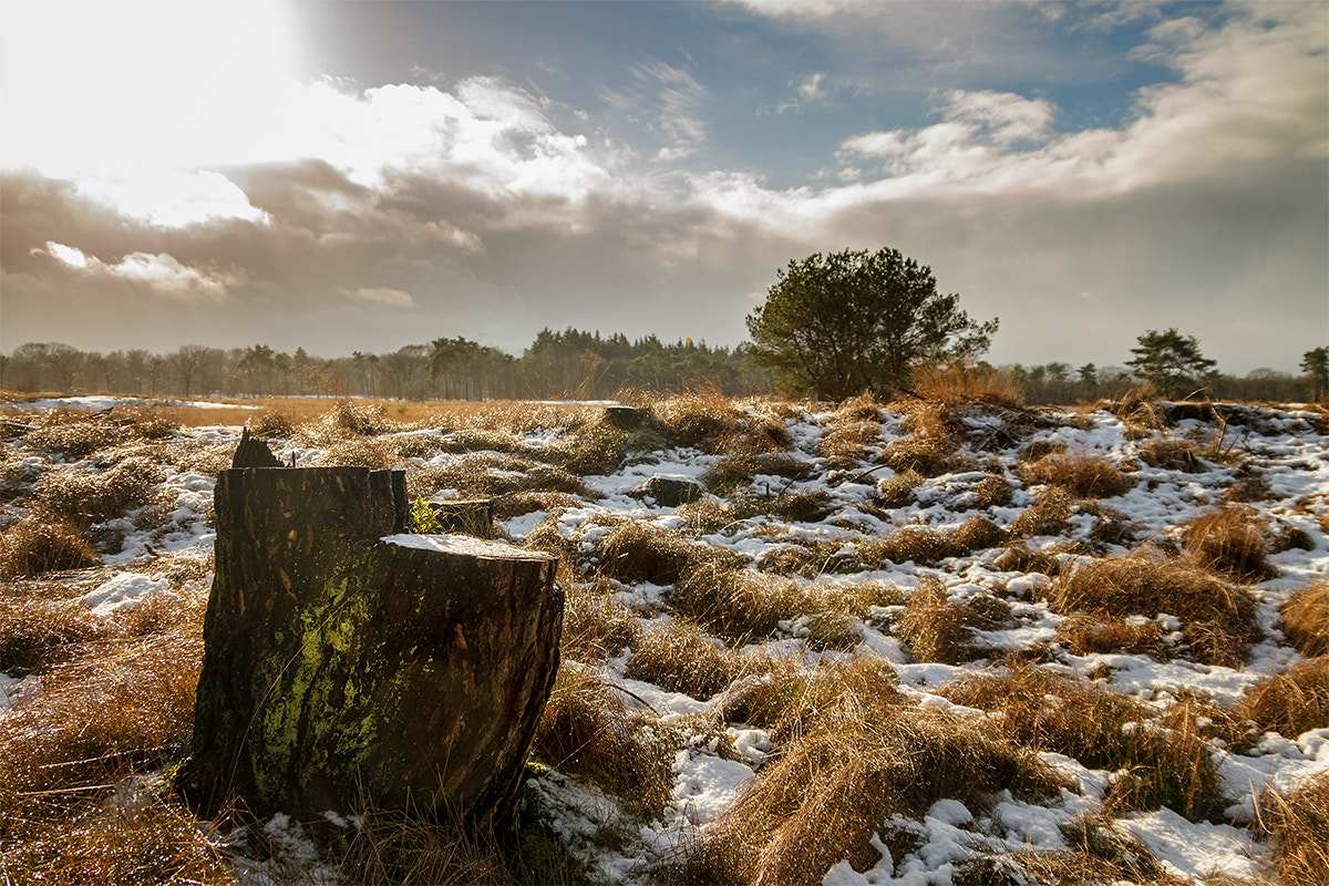 Sigma 18-250mm F3.5-6.3 DC OS HSM sample photo. At the moor photography