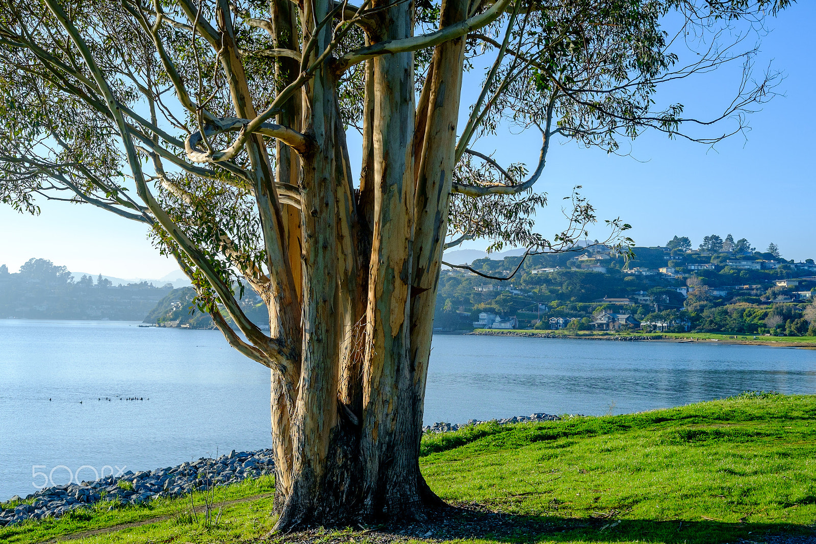 Fujifilm X-Pro1 sample photo. Tree of life photography