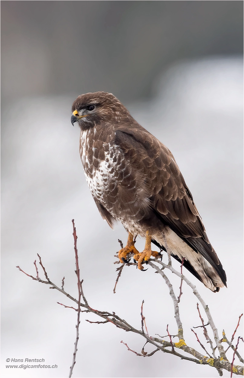 Nikon AF-S Nikkor 600mm F4E FL ED VR sample photo. Common buzzard photography