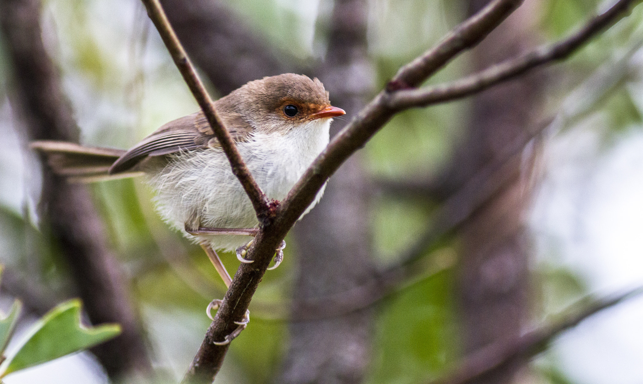 Canon EOS 7D + Canon EF 300mm F4L IS USM sample photo. Superb fairy-wren photography