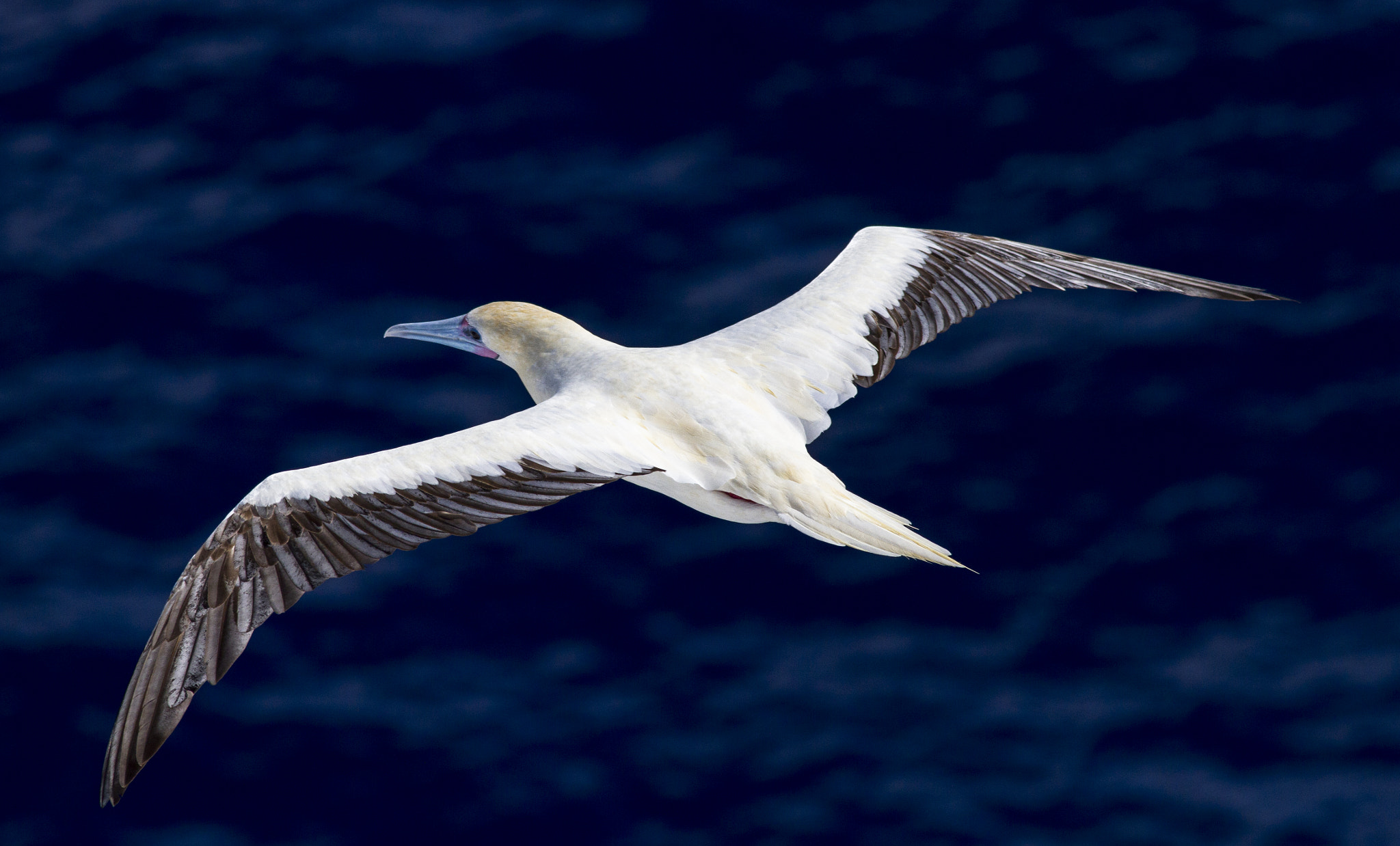 Canon EOS 7D + Canon EF 300mm F4L IS USM sample photo. Red-footed booby photography