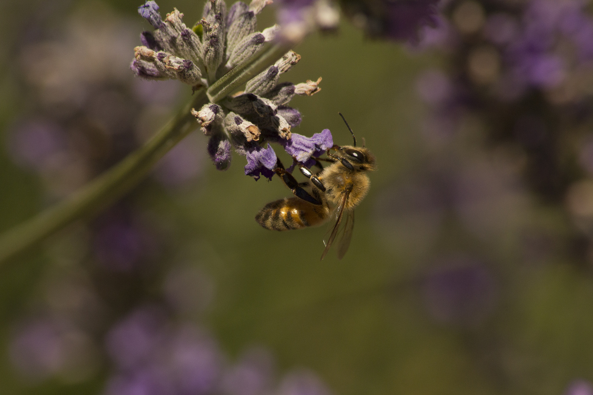 Canon EOS 60D + Sigma 50-200mm F4-5.6 DC OS HSM sample photo. Bee photography