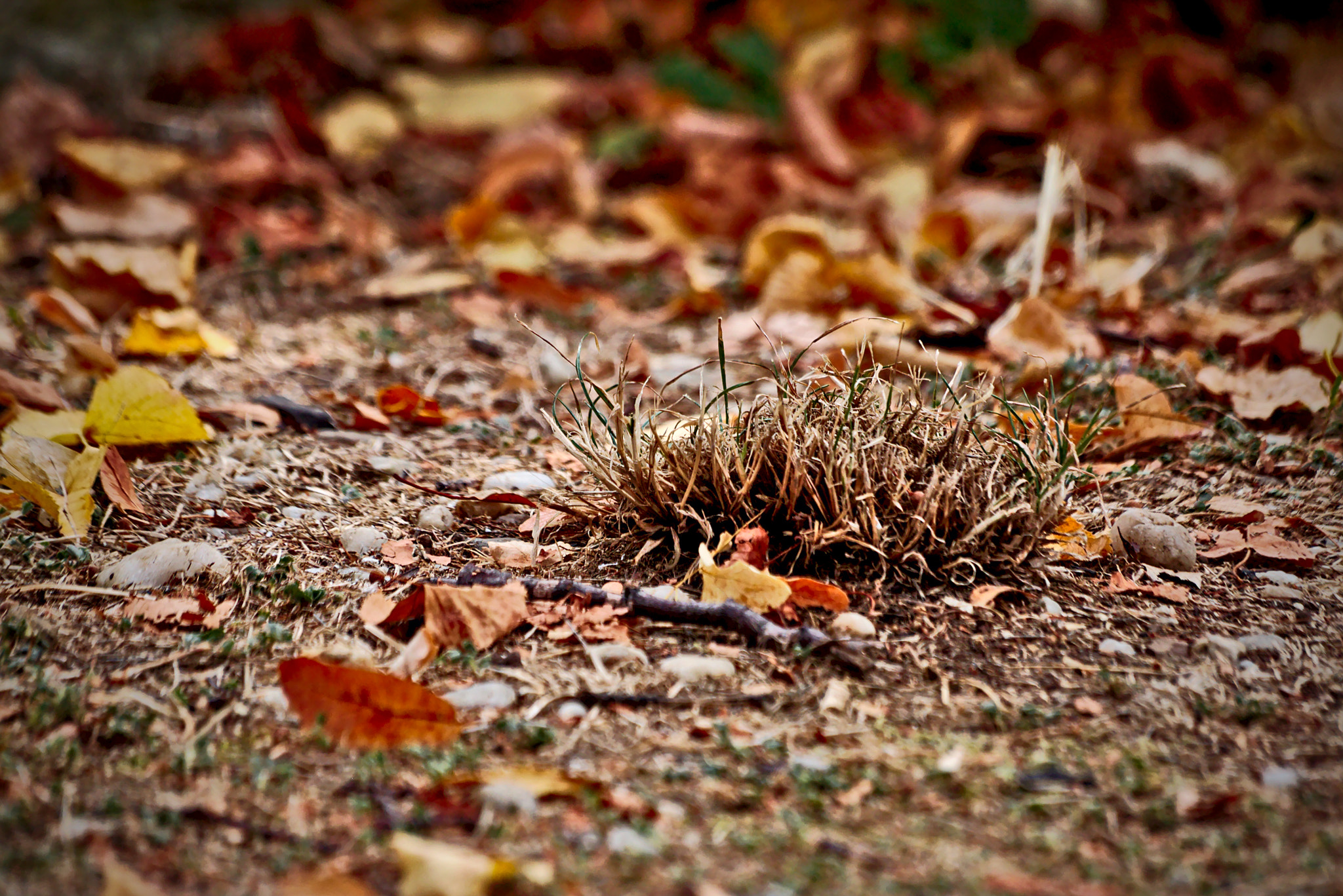 Sigma 70-300mm F4-5.6 APO DG Macro sample photo. Tussock photography