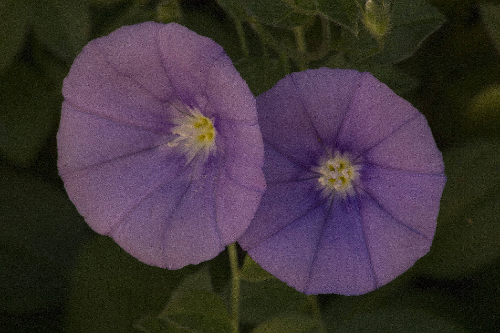 Canon EOS 60D sample photo. Dual flowers photography