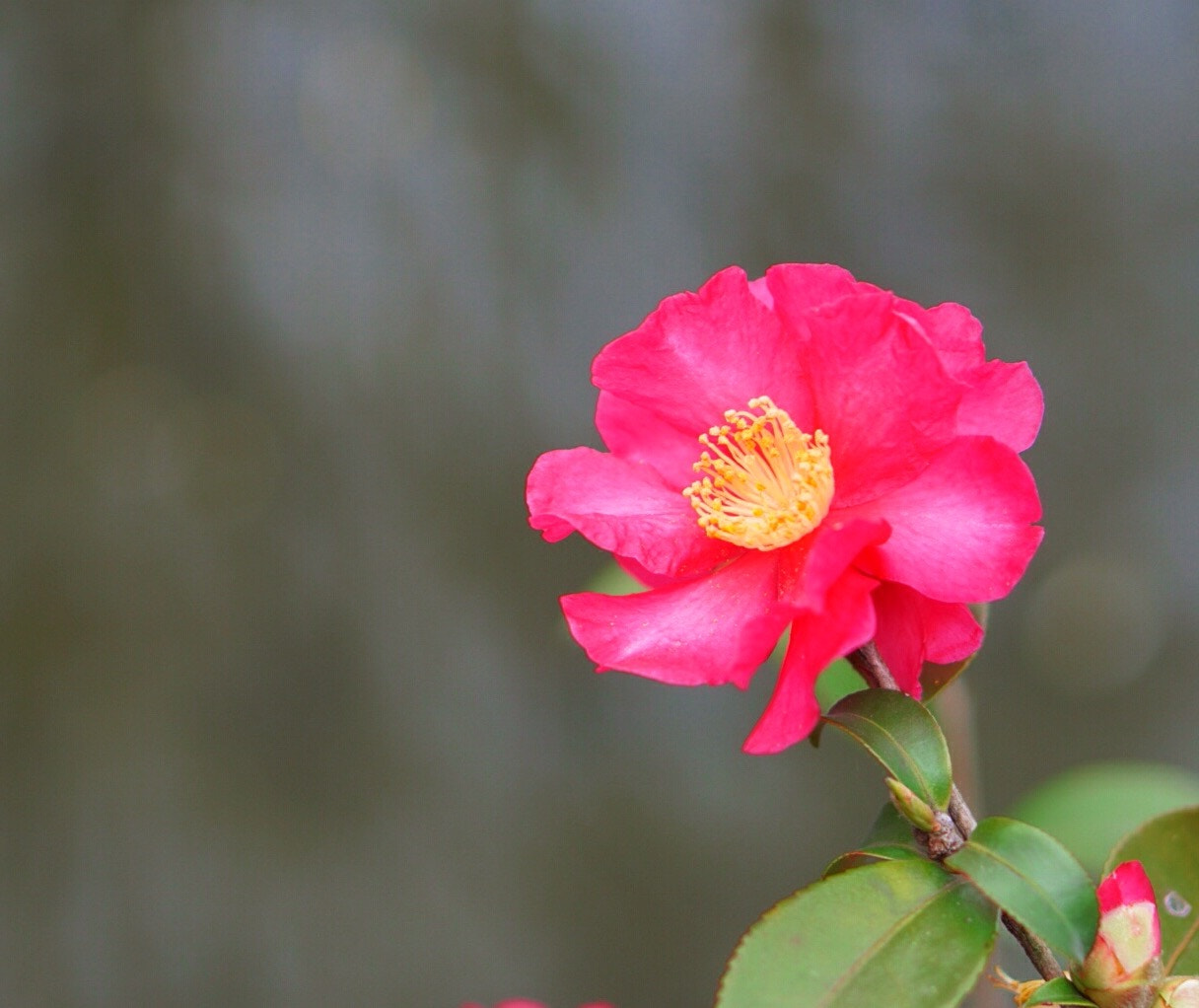Sony E 50mm F1.8 OSS sample photo. Floret grass in winter photography