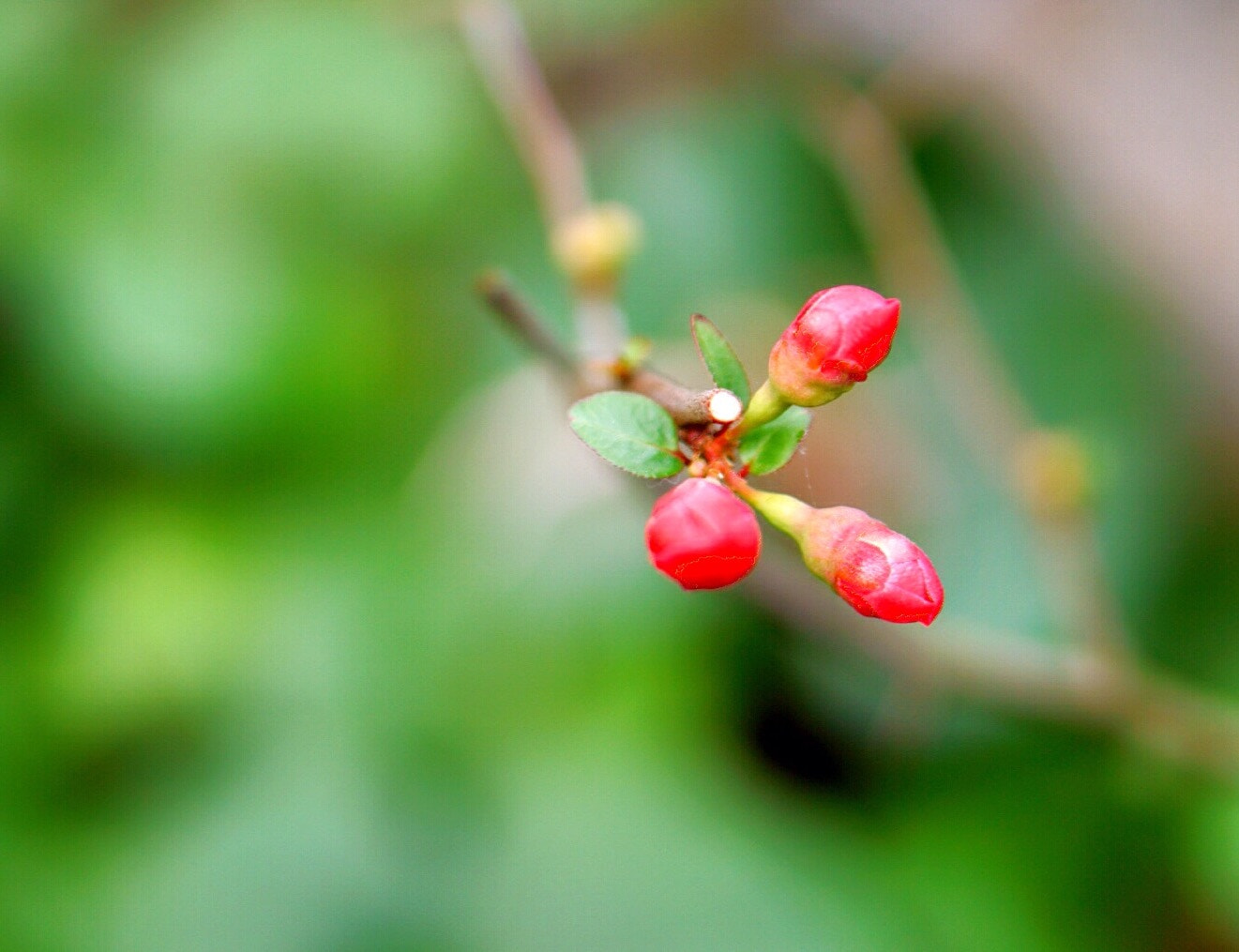 Sony E 50mm F1.8 OSS sample photo. Floret grass in winter photography