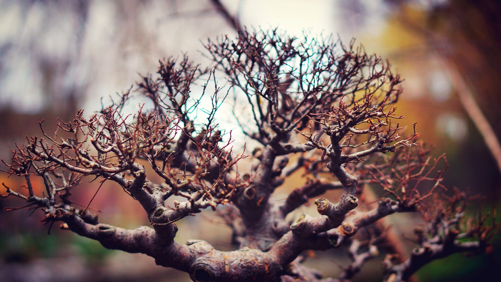 Sony E 50mm F1.8 OSS sample photo. Floret grass in winter photography
